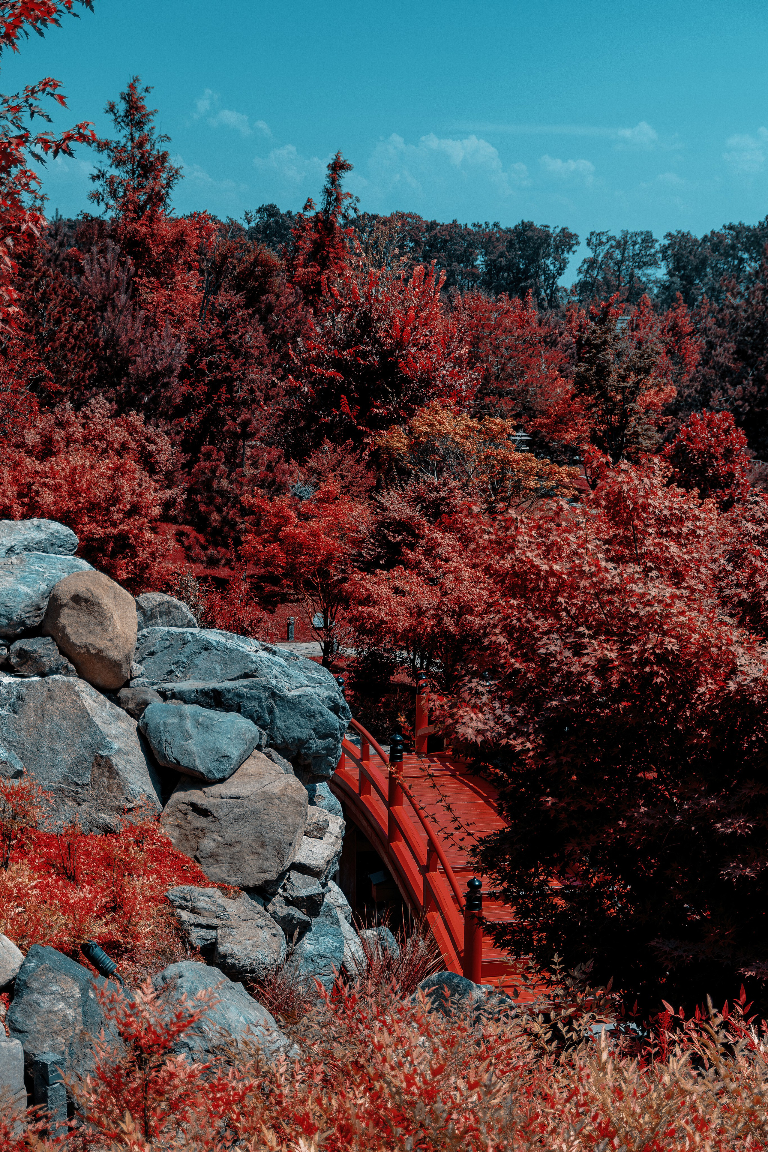 Фотосессия в японском стиле в краснодаре в парке Галицкого. прекрасный образ гейши и женская эстетика. Красивая природа Японии. 