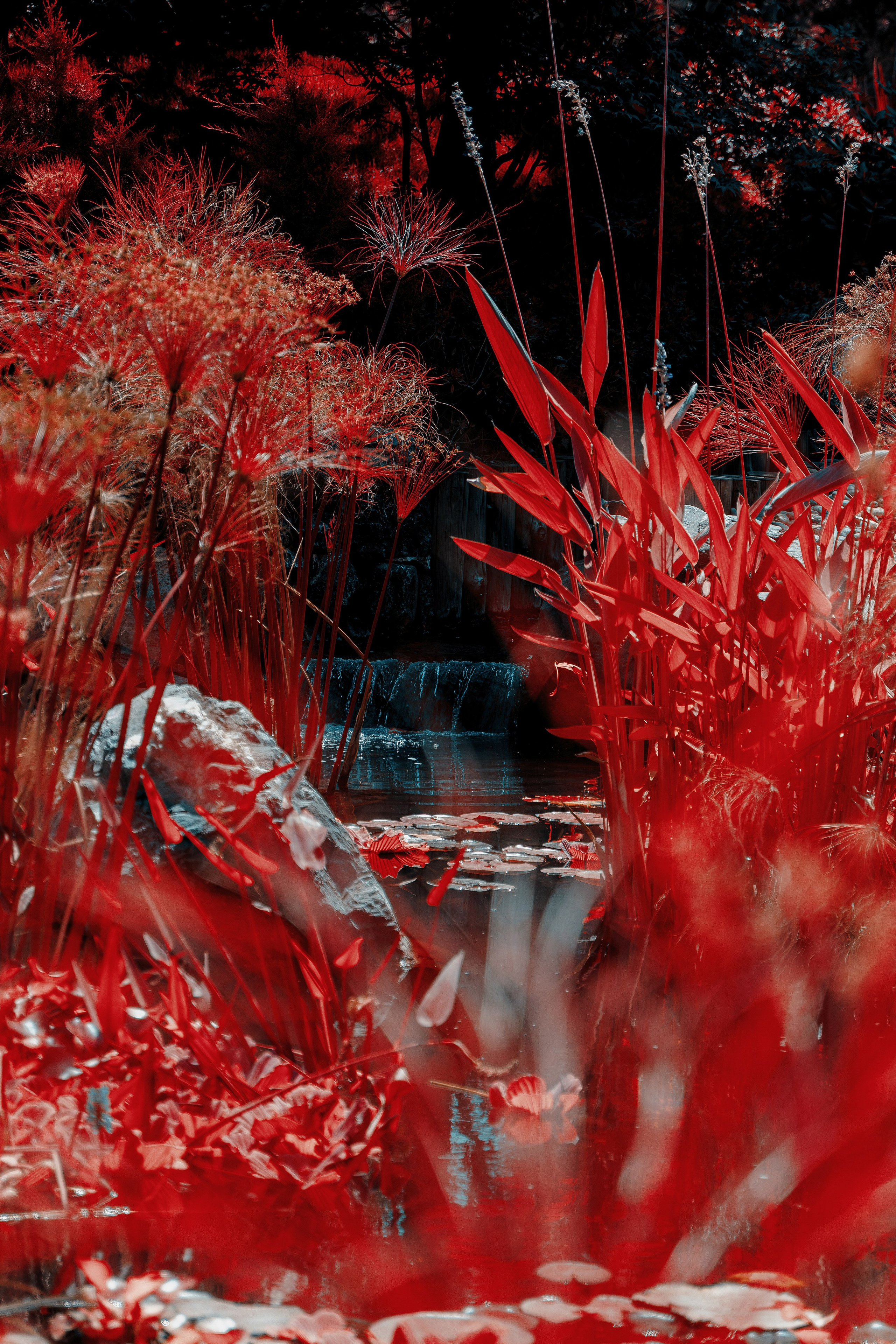 Фотосессия в японском стиле в краснодаре в парке Галицкого. прекрасный образ гейши и женская эстетика. Красивая природа Японии. 