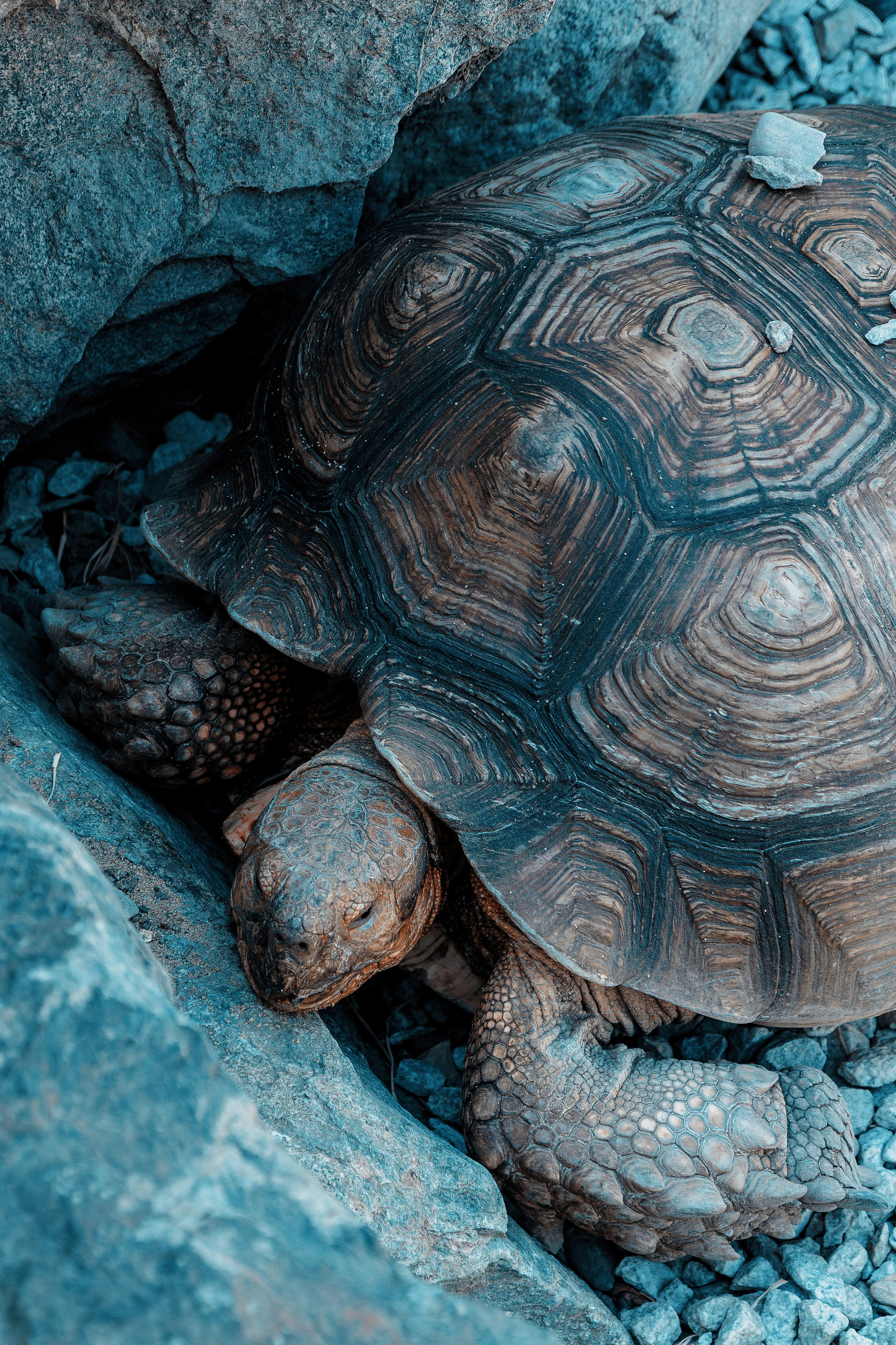 Фотосессия в японском стиле в краснодаре в парке Галицкого. прекрасный образ гейши и женская эстетика. Красивая природа Японии. 