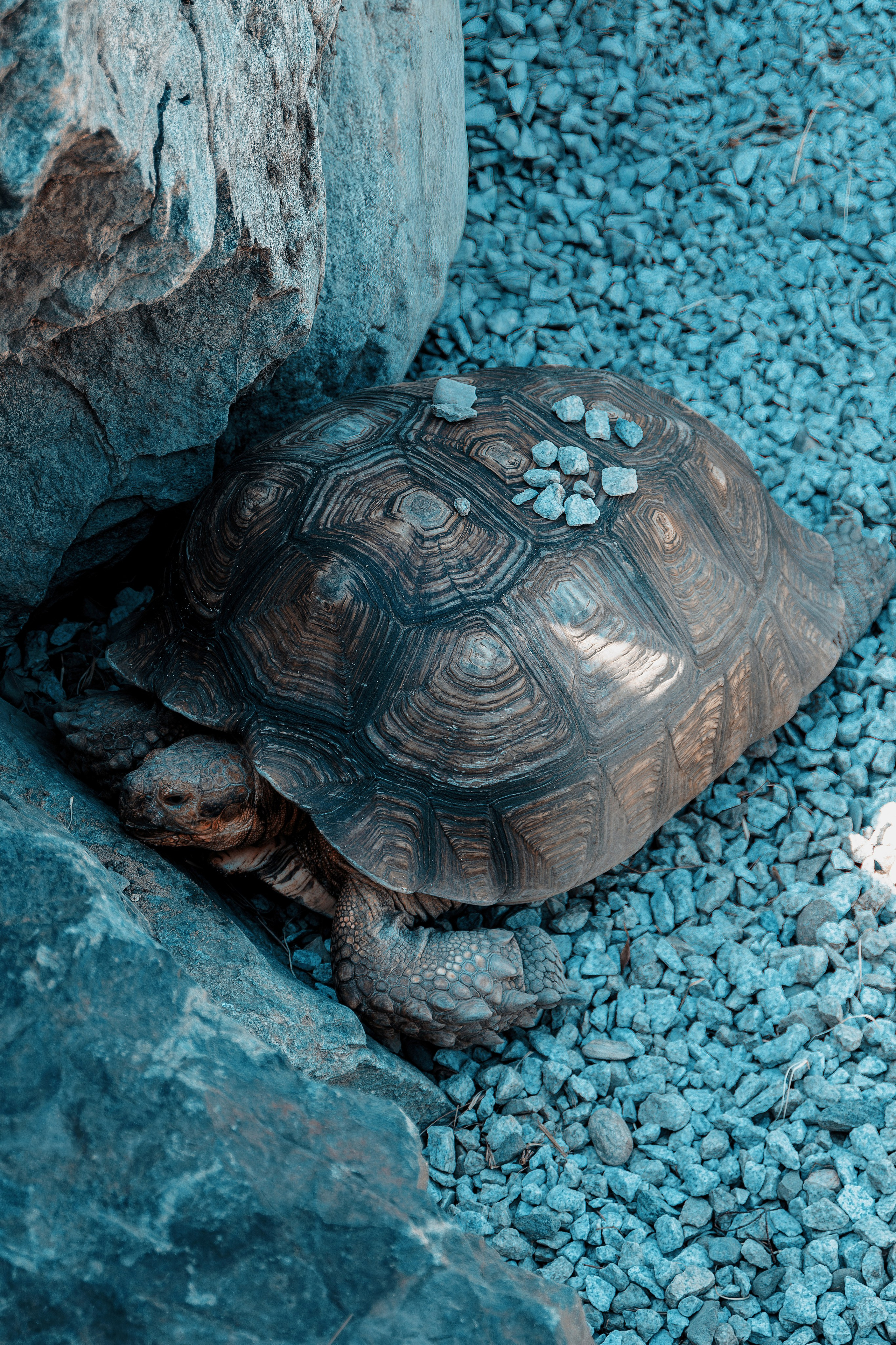Фотосессия в японском стиле в краснодаре в парке Галицкого. прекрасный образ гейши и женская эстетика. Красивая природа Японии. 