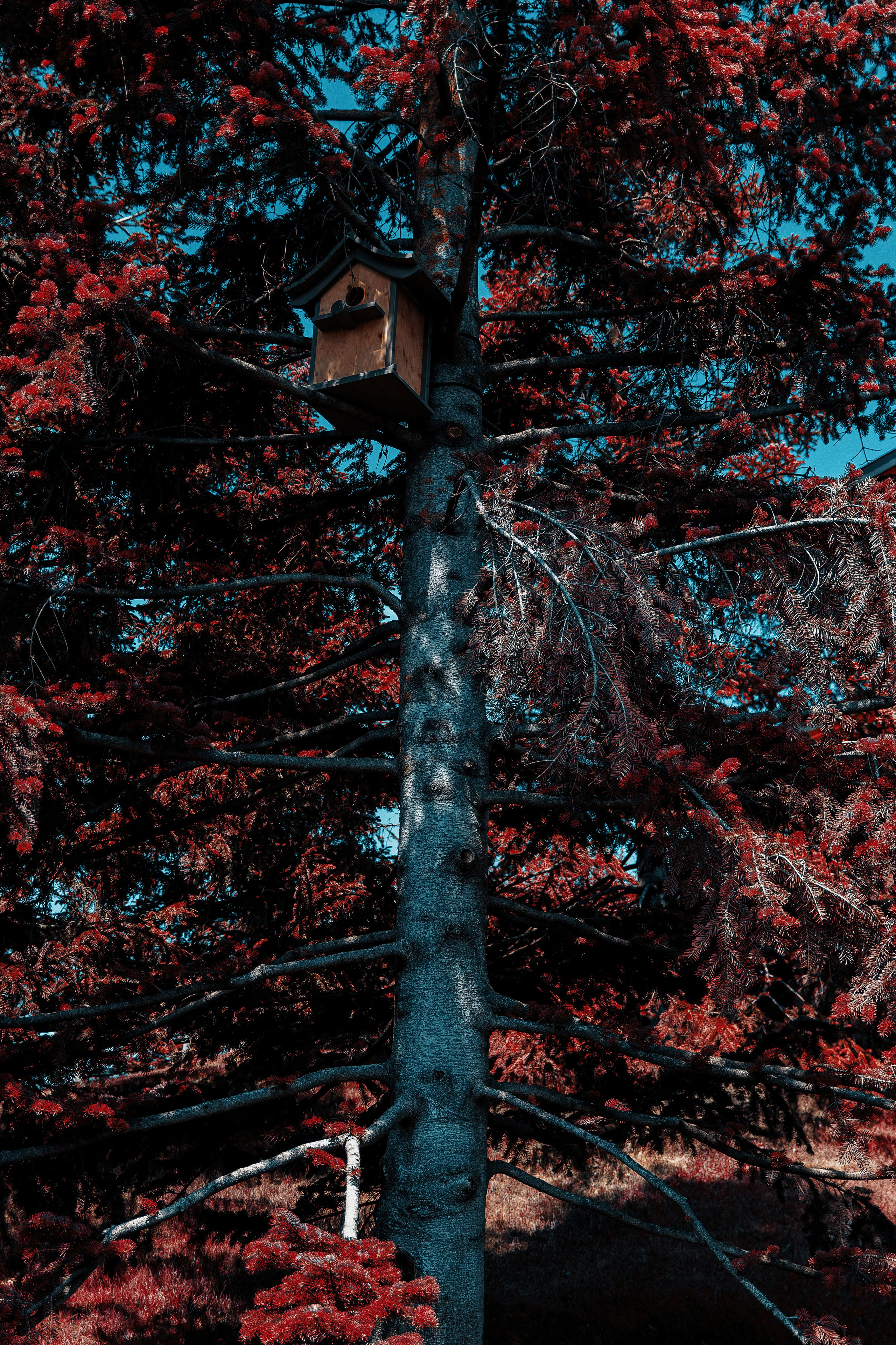 Фотосессия в японском стиле в краснодаре в парке Галицкого. прекрасный образ гейши и женская эстетика. Красивая природа Японии. 