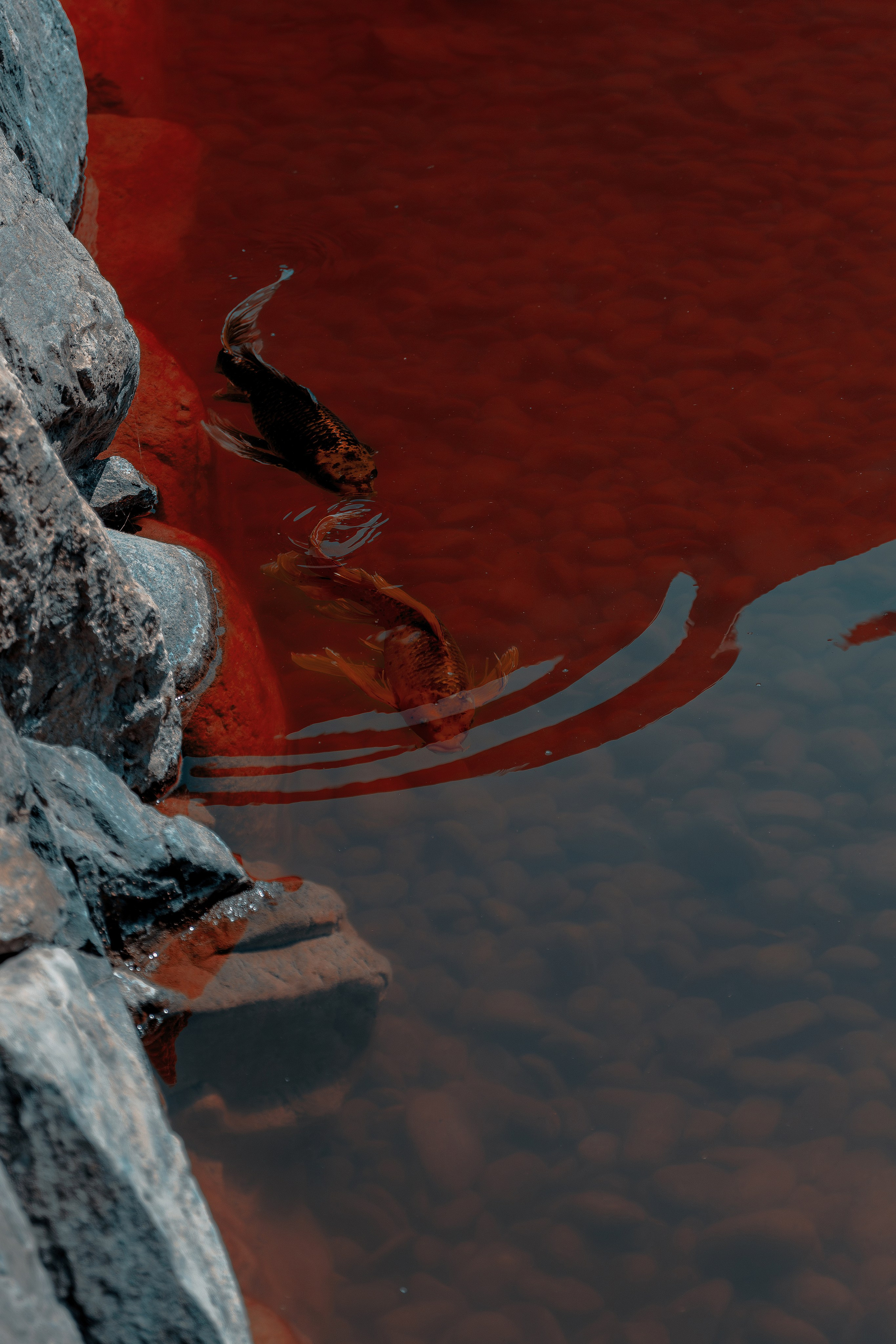 Фотосессия в японском стиле в краснодаре в парке Галицкого. прекрасный образ гейши и женская эстетика. Красивая природа Японии. 