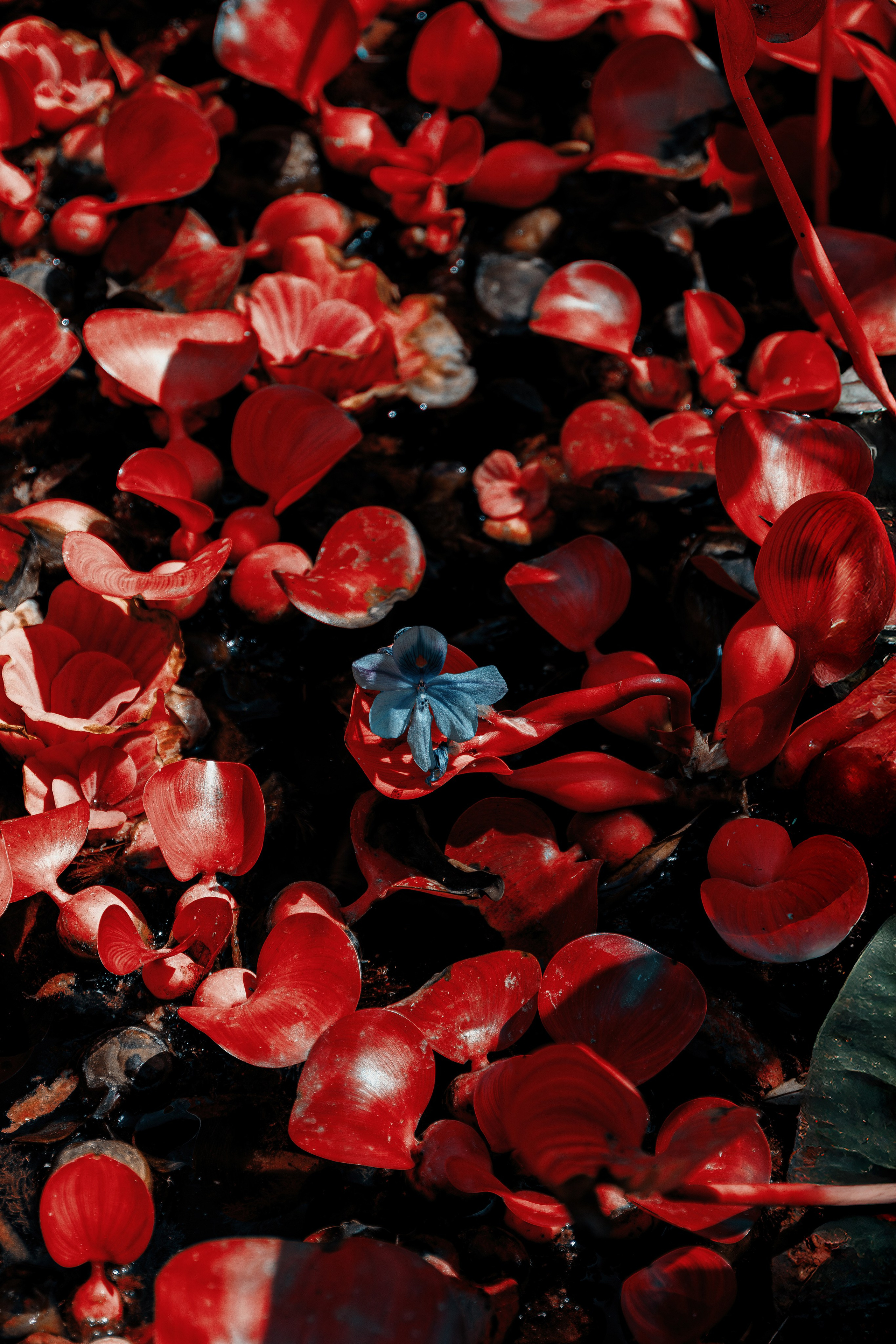 Фотосессия в японском стиле в краснодаре в парке Галицкого. прекрасный образ гейши и женская эстетика. Красивая природа Японии. 