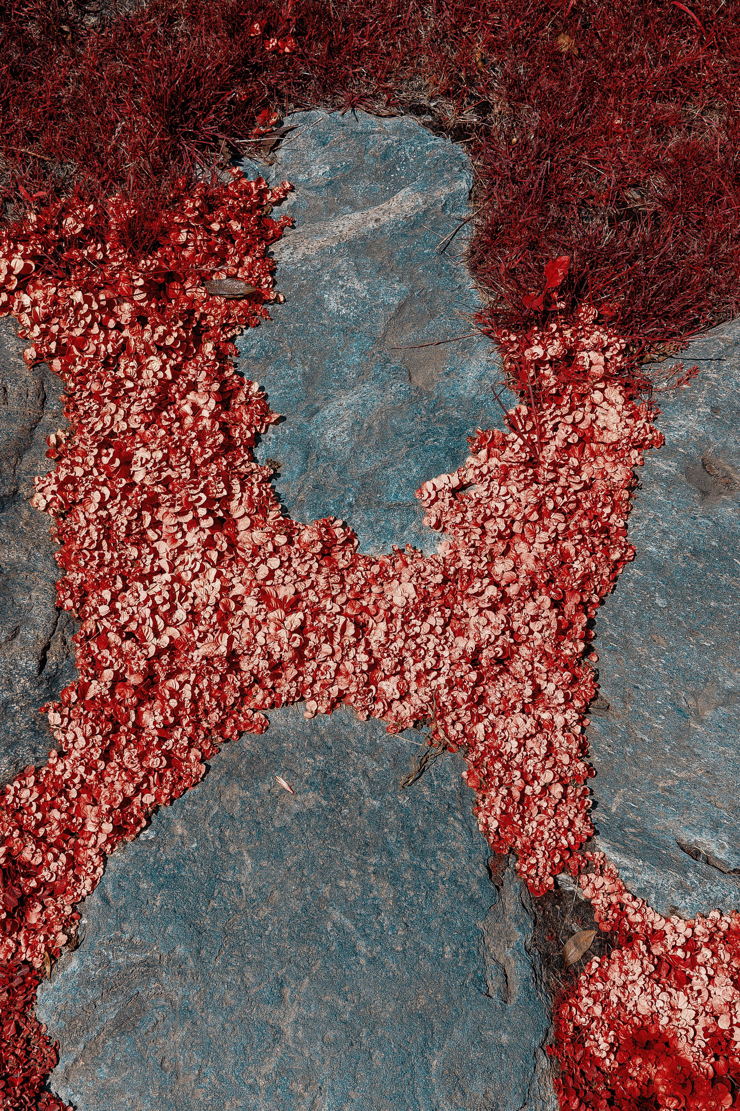 Фотосессия в японском стиле в краснодаре в парке Галицкого. прекрасный образ гейши и женская эстетика. Красивая природа Японии. 