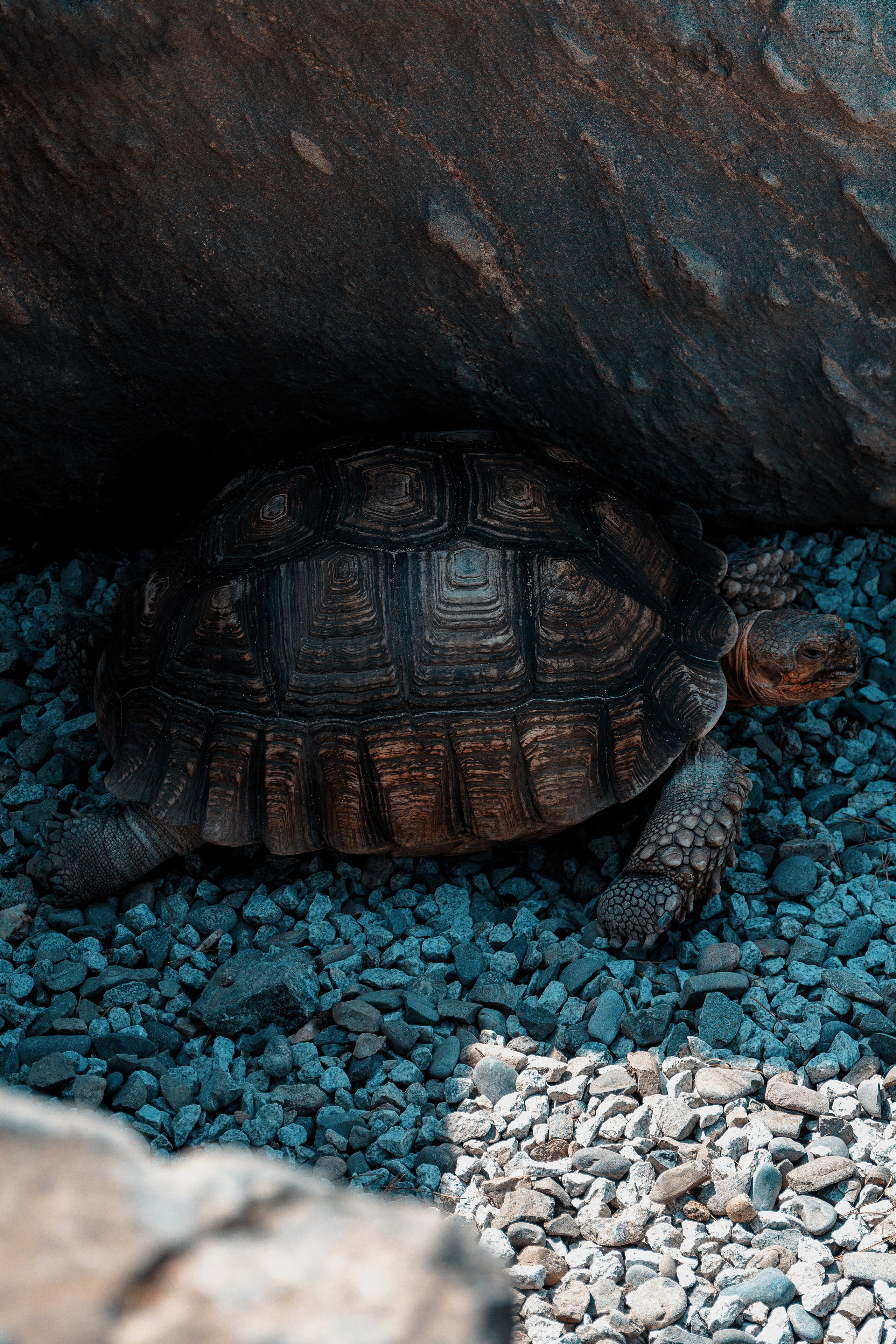 Фотосессия в японском стиле в краснодаре в парке Галицкого. прекрасный образ гейши и женская эстетика. Красивая природа Японии. 