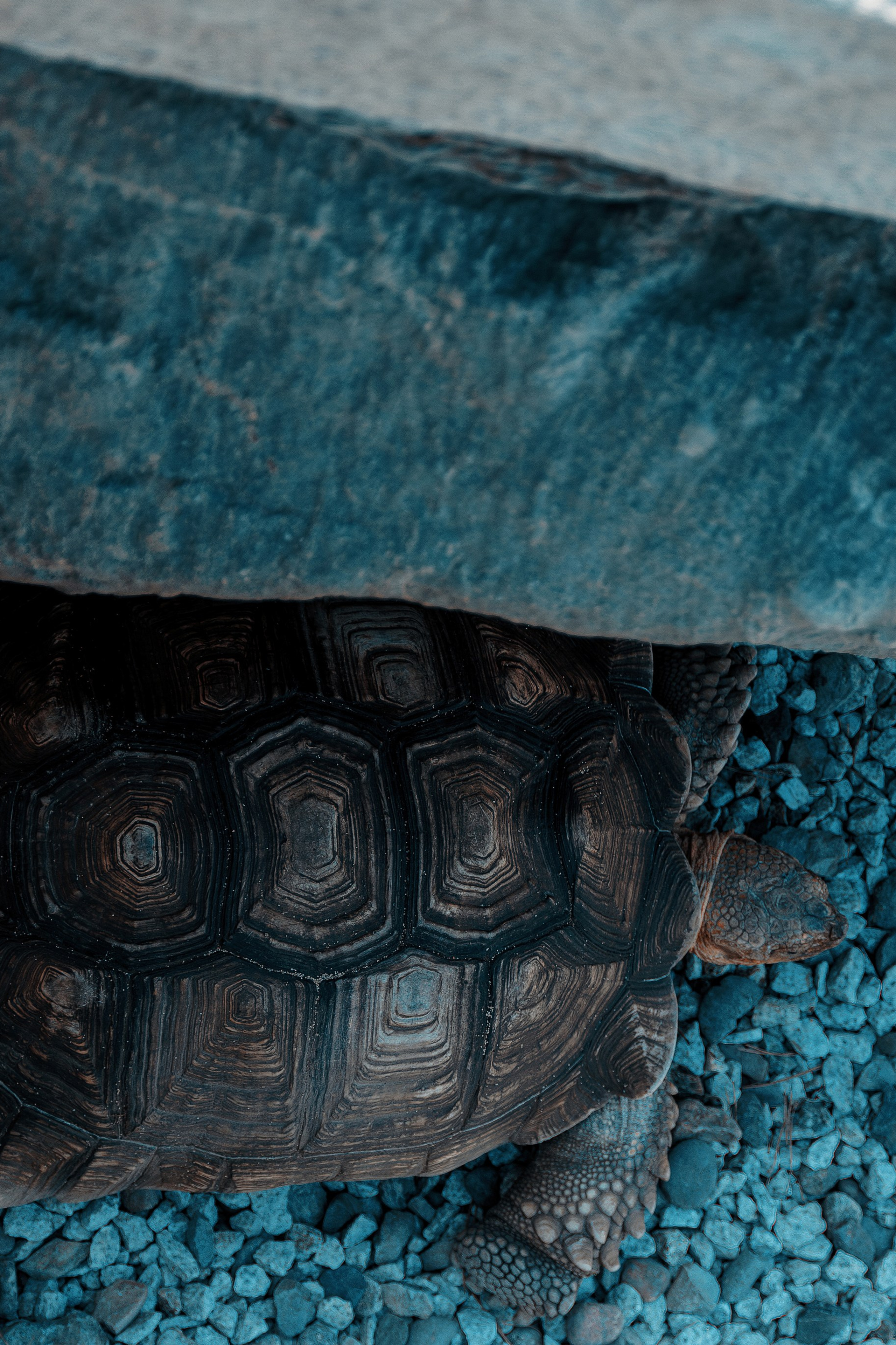 Фотосессия в японском стиле в краснодаре в парке Галицкого. прекрасный образ гейши и женская эстетика. Красивая природа Японии. 