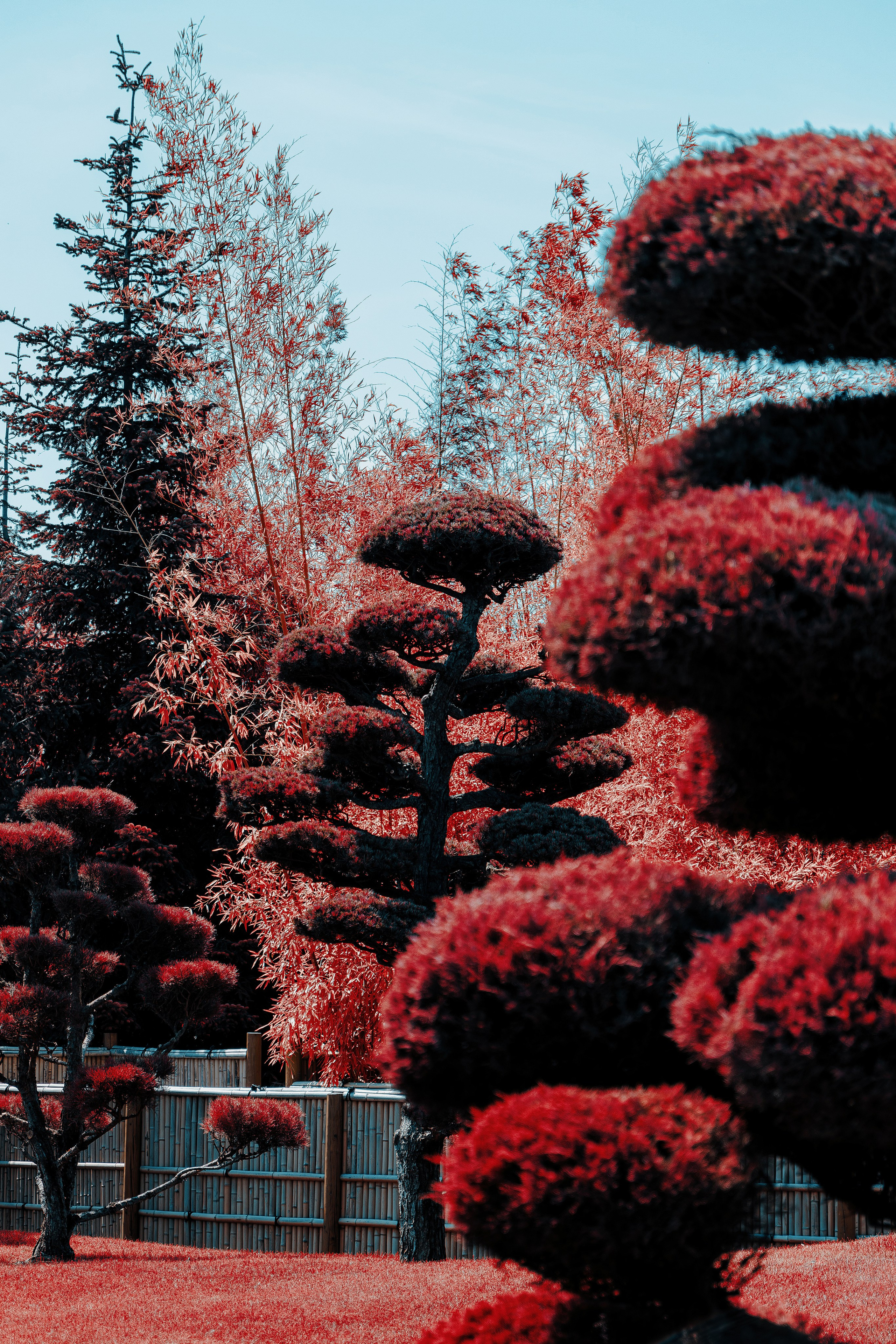 Фотосессия в японском стиле в краснодаре в парке Галицкого. прекрасный образ гейши и женская эстетика. Красивая природа Японии. 