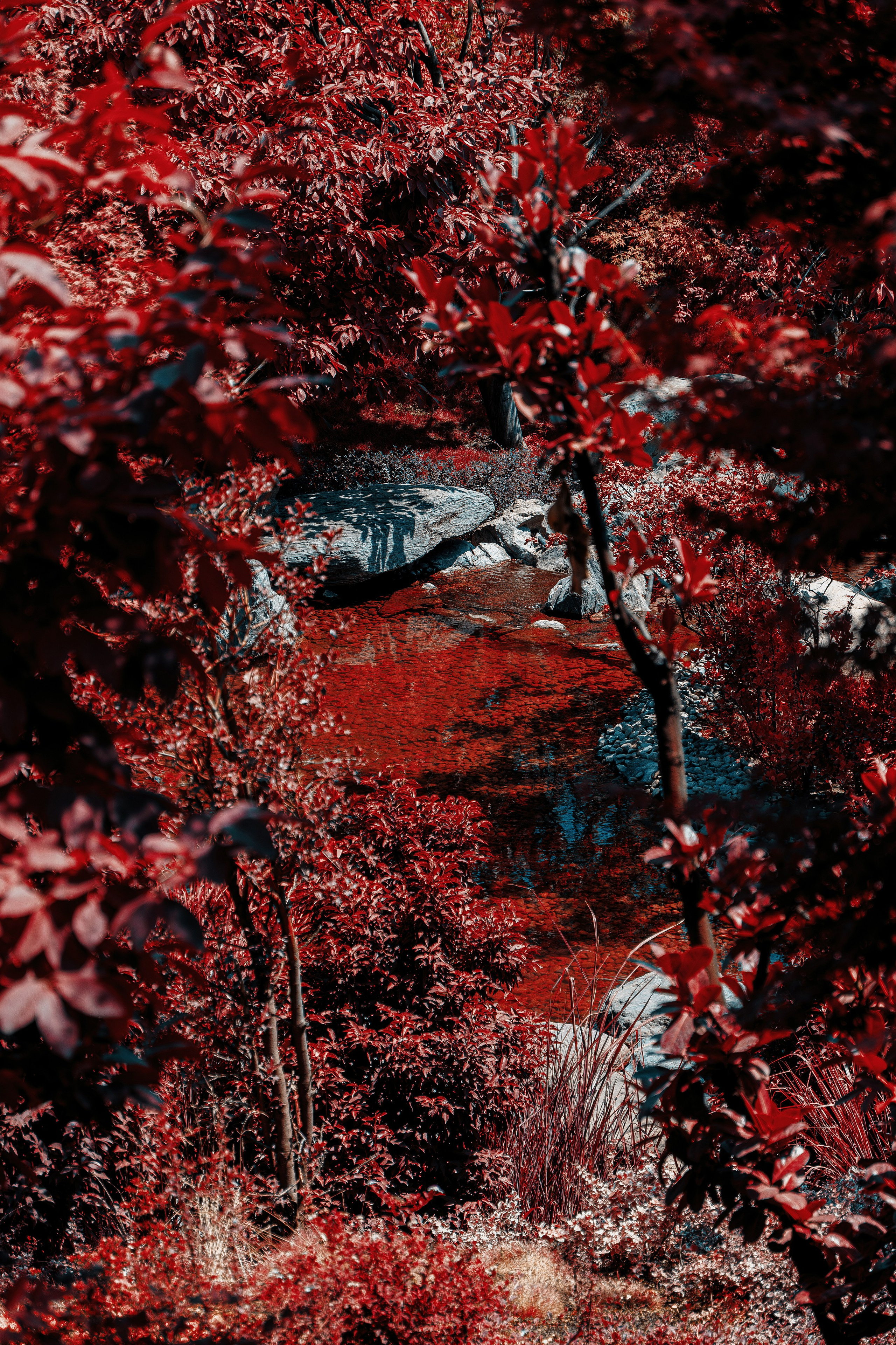 Фотосессия в японском стиле в краснодаре в парке Галицкого. прекрасный образ гейши и женская эстетика. Красивая природа Японии. 