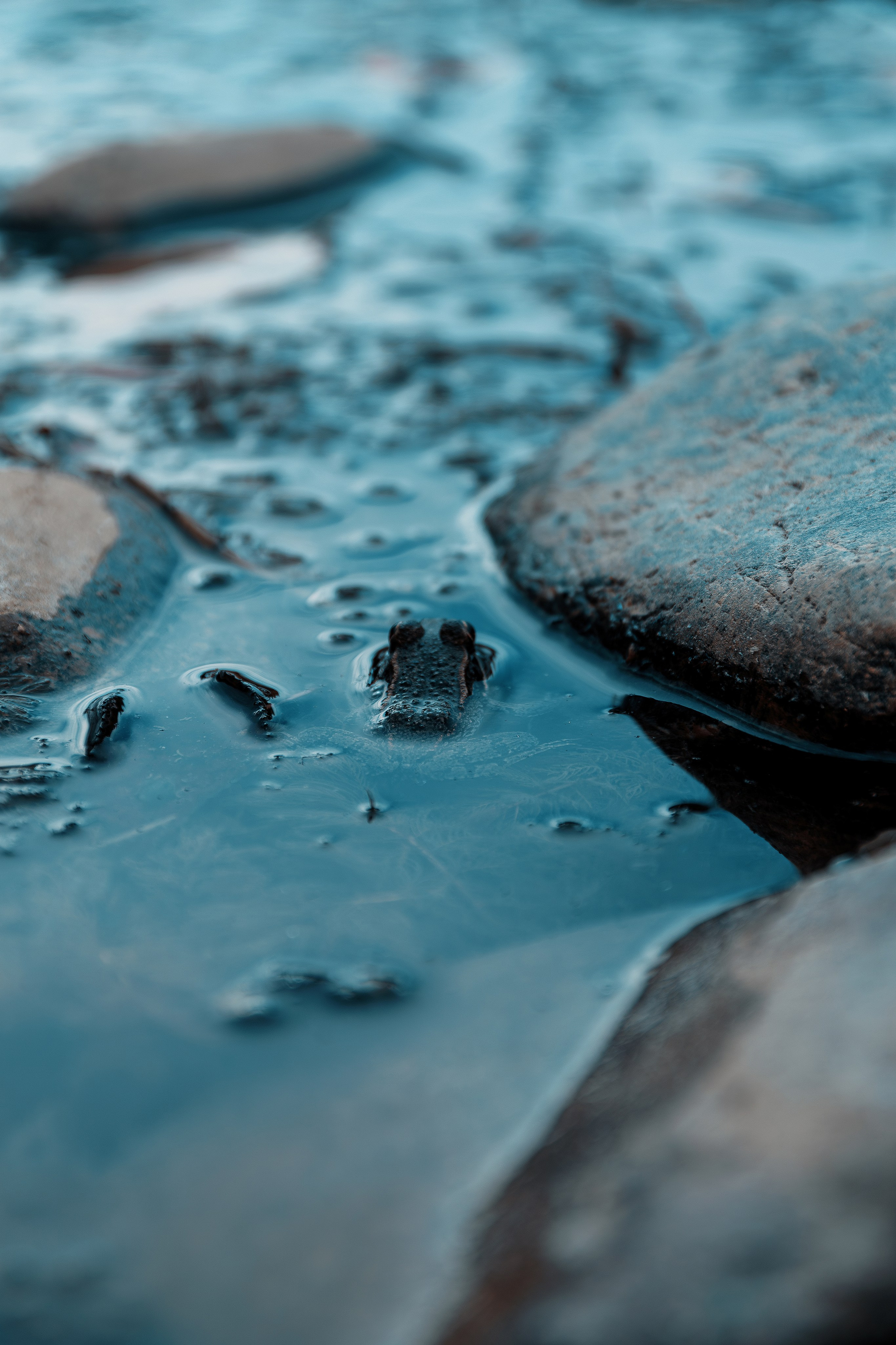 Фотосессия в японском стиле в краснодаре в парке Галицкого. прекрасный образ гейши и женская эстетика. Красивая природа Японии. 