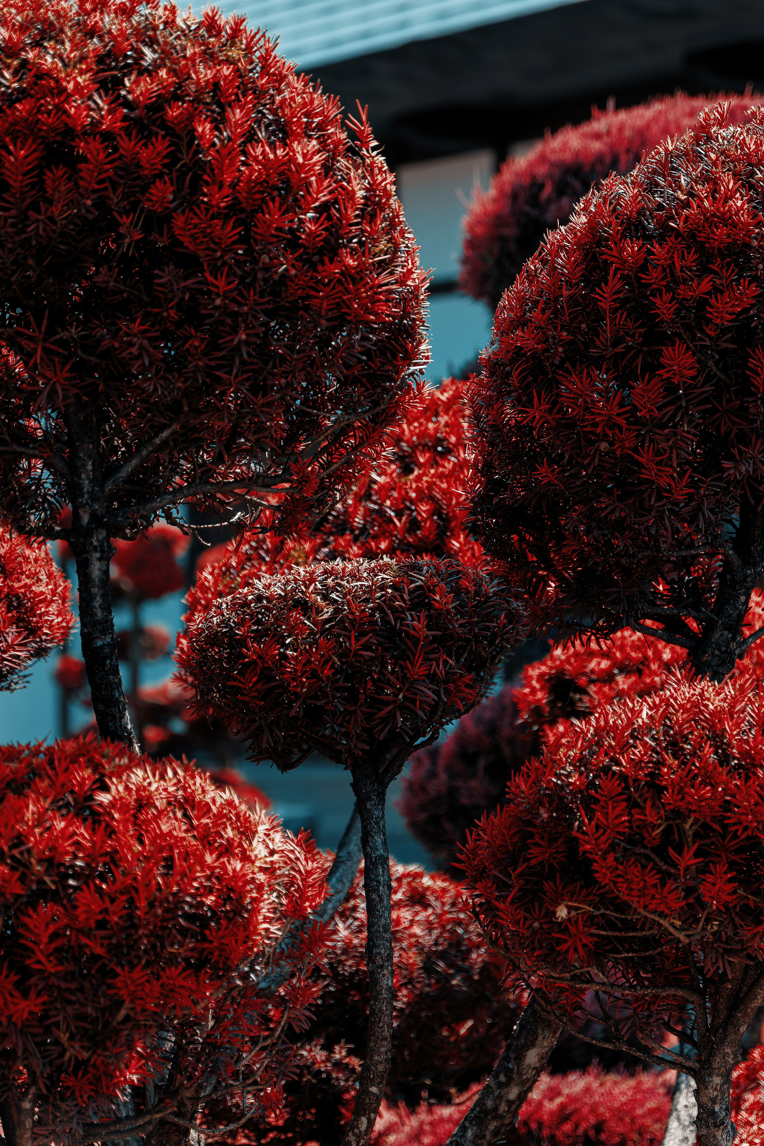 Фотосессия в японском стиле в краснодаре в парке Галицкого. прекрасный образ гейши и женская эстетика. Красивая природа Японии. 