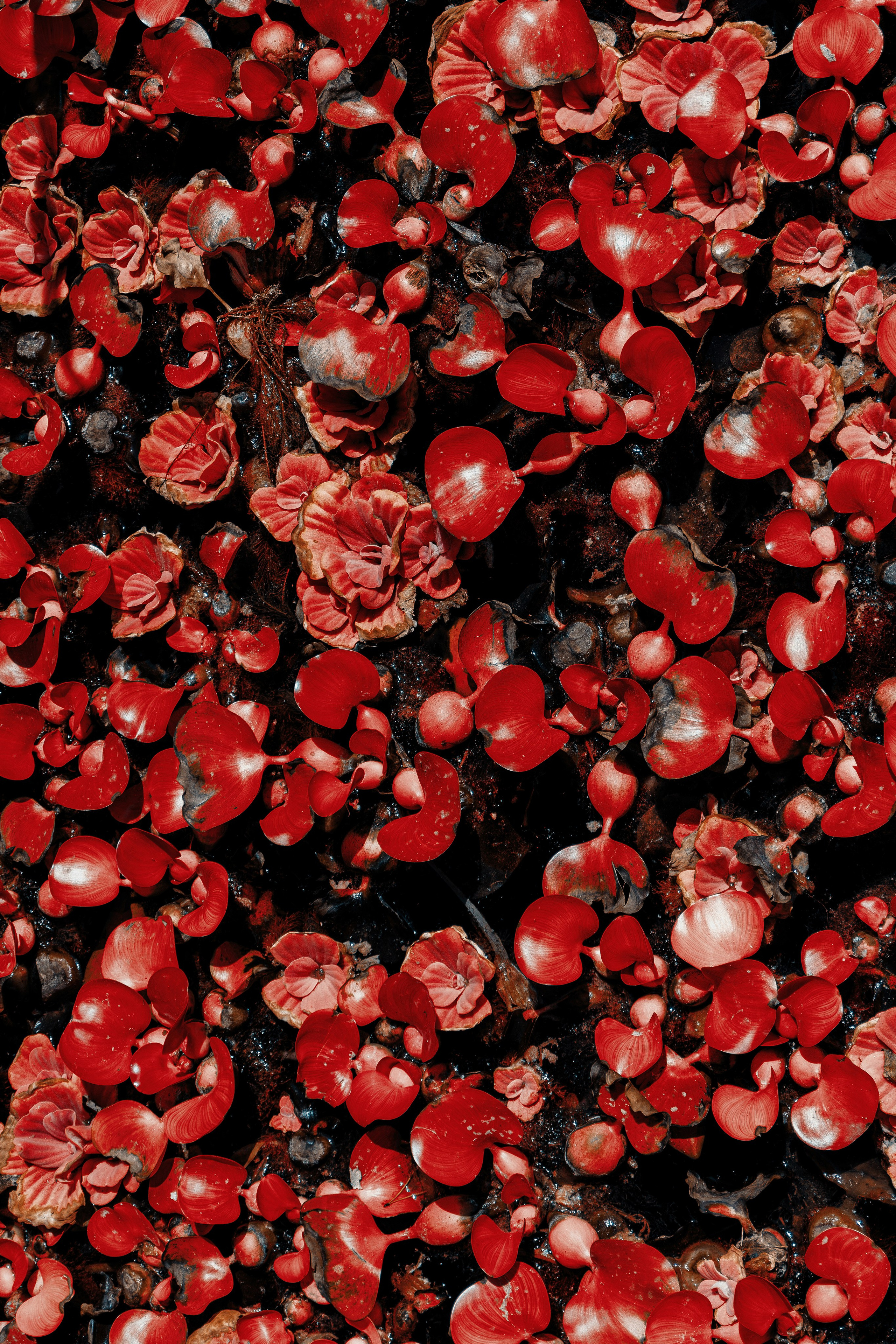 Фотосессия в японском стиле в краснодаре в парке Галицкого. прекрасный образ гейши и женская эстетика. Красивая природа Японии. 