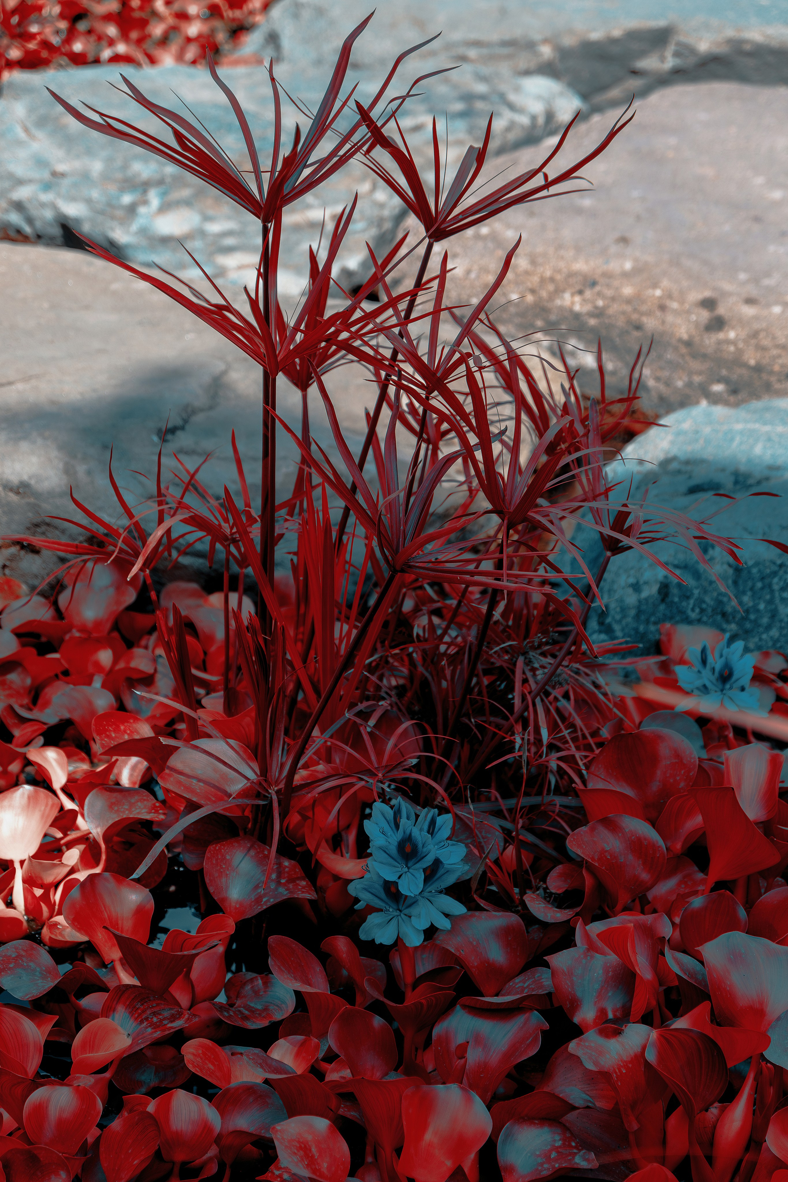 Фотосессия в японском стиле в краснодаре в парке Галицкого. прекрасный образ гейши и женская эстетика. Красивая природа Японии. 