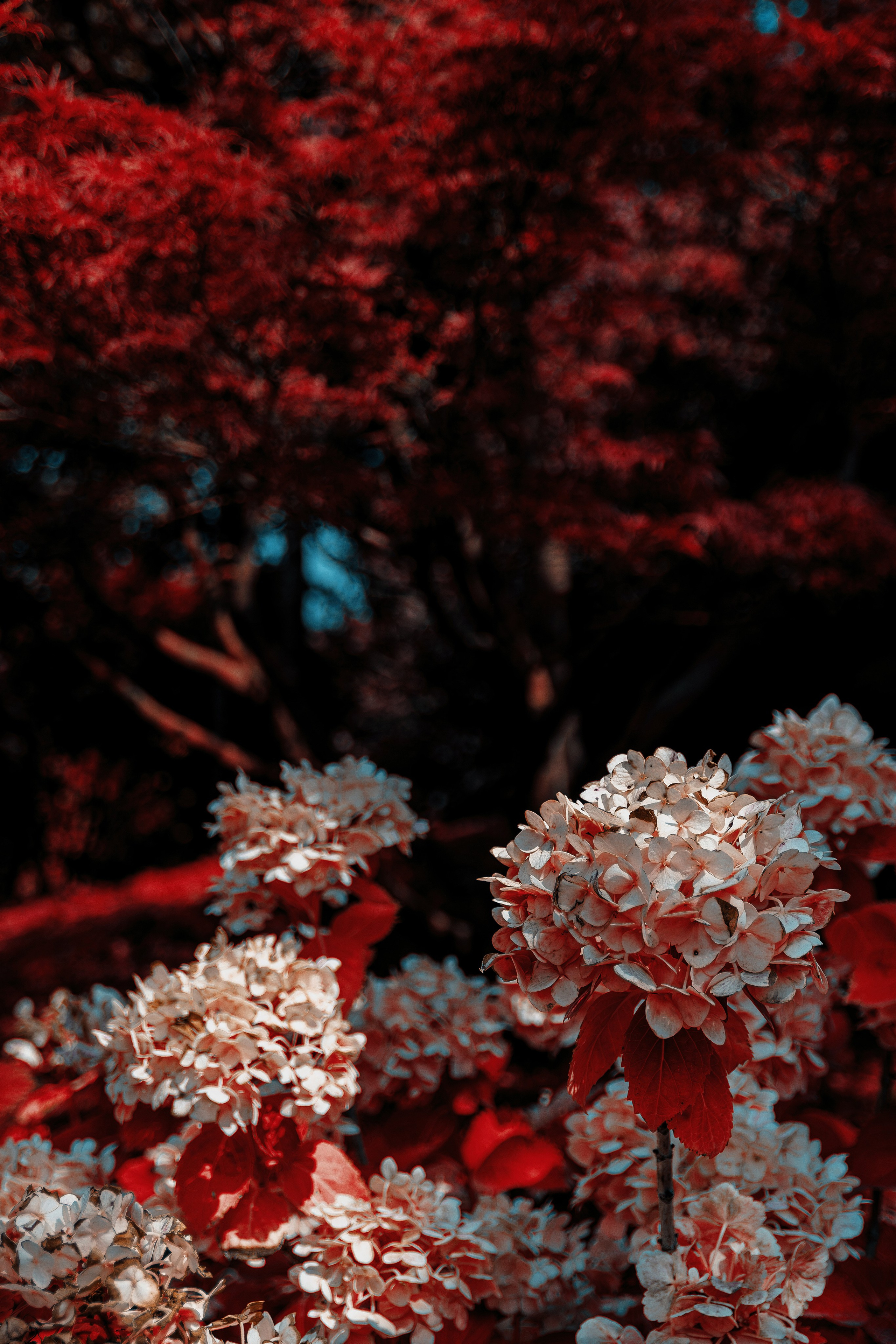 Фотосессия в японском стиле в краснодаре в парке Галицкого. прекрасный образ гейши и женская эстетика. Красивая природа Японии. 