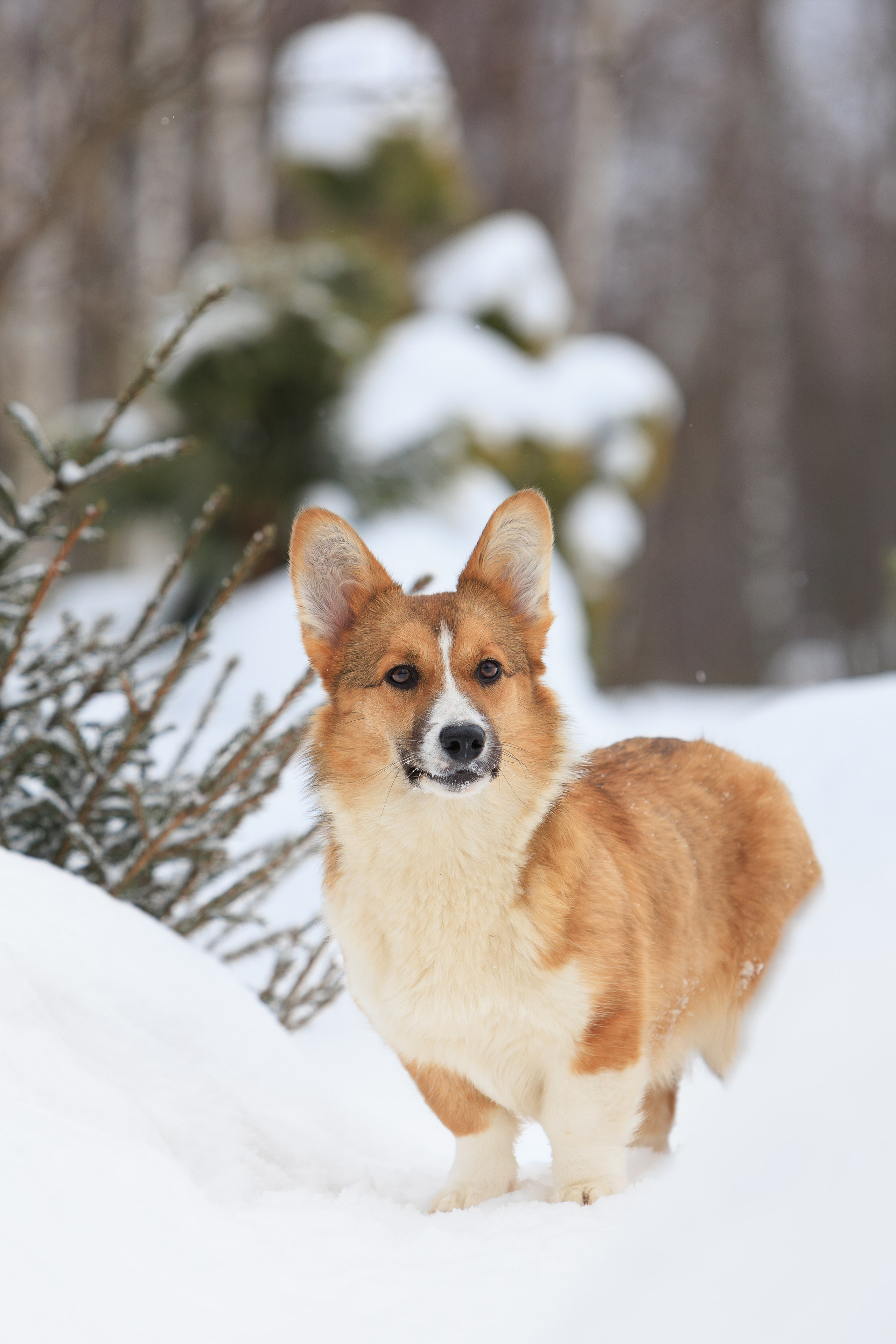 Корги и ВЕО зимой