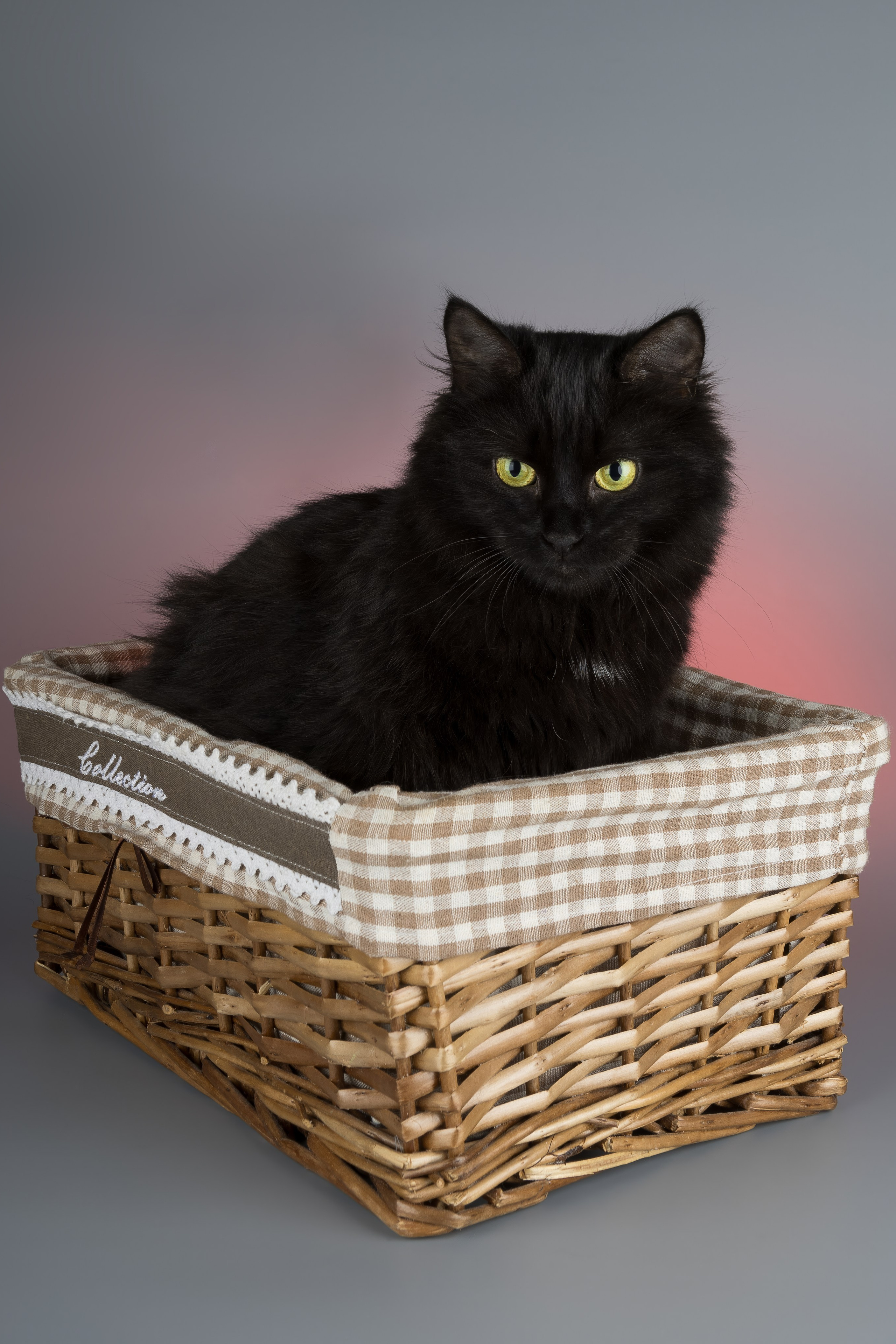 Кошки-фото для пристройства (студия)