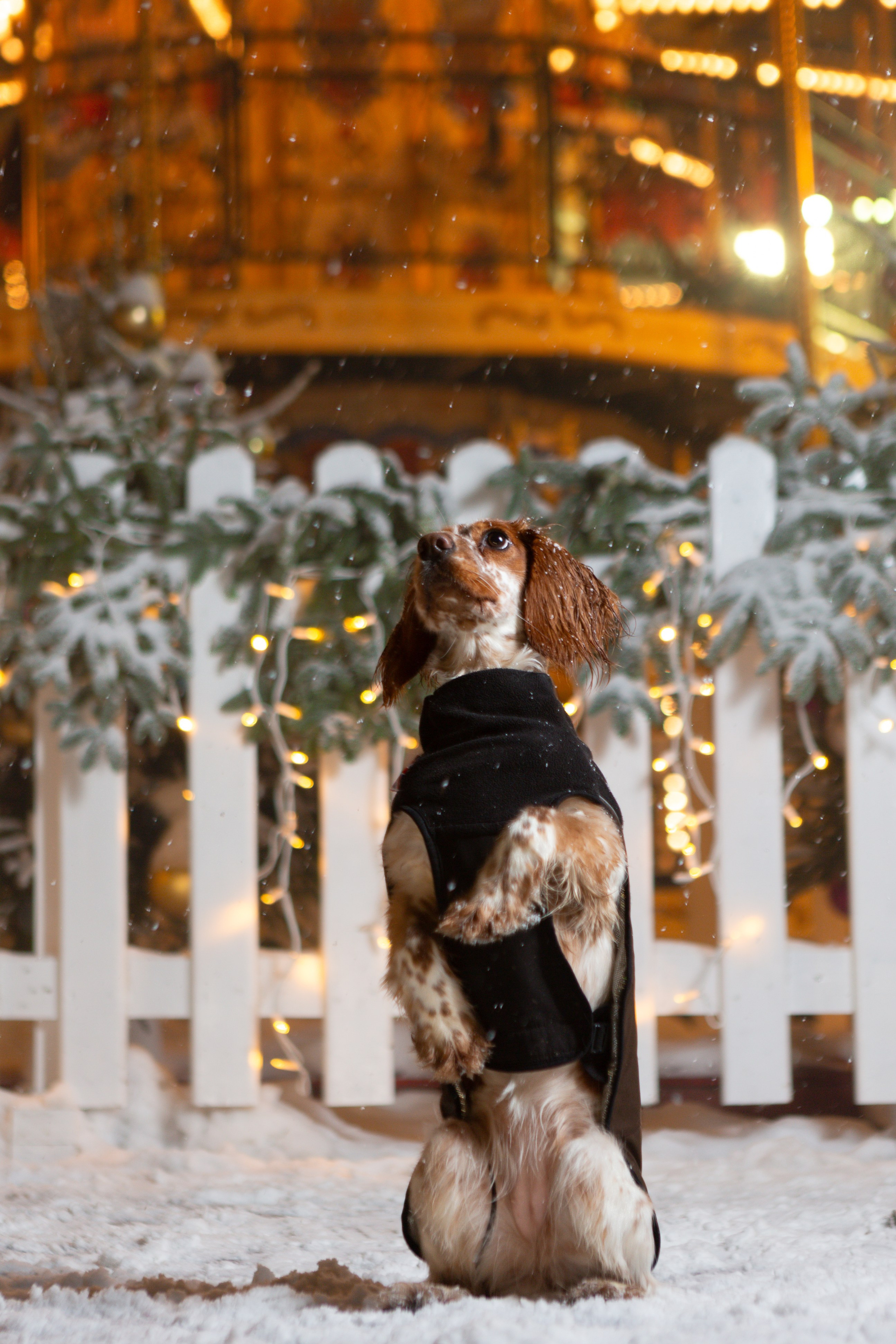 Йоль и Паля