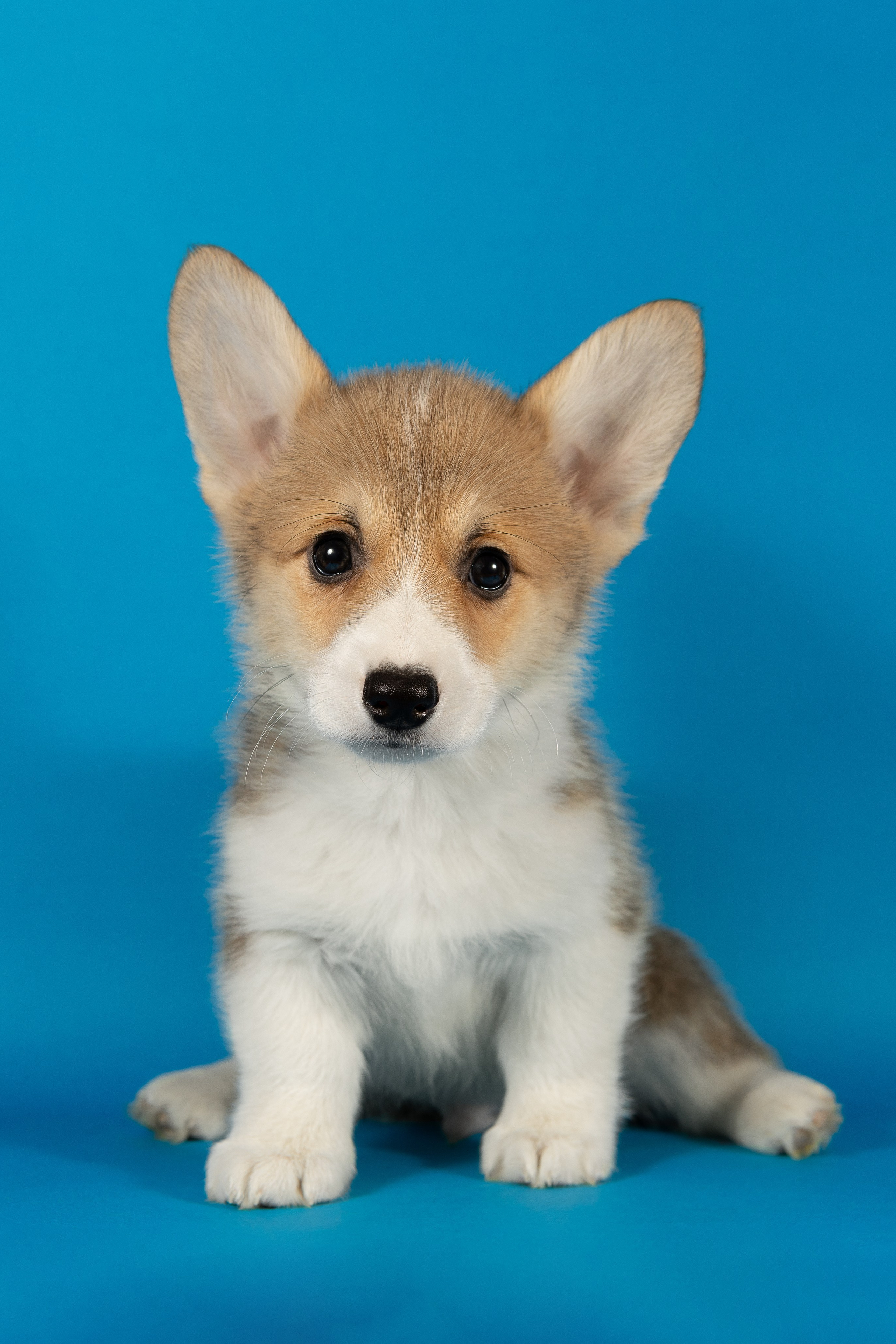 Корги (студия)