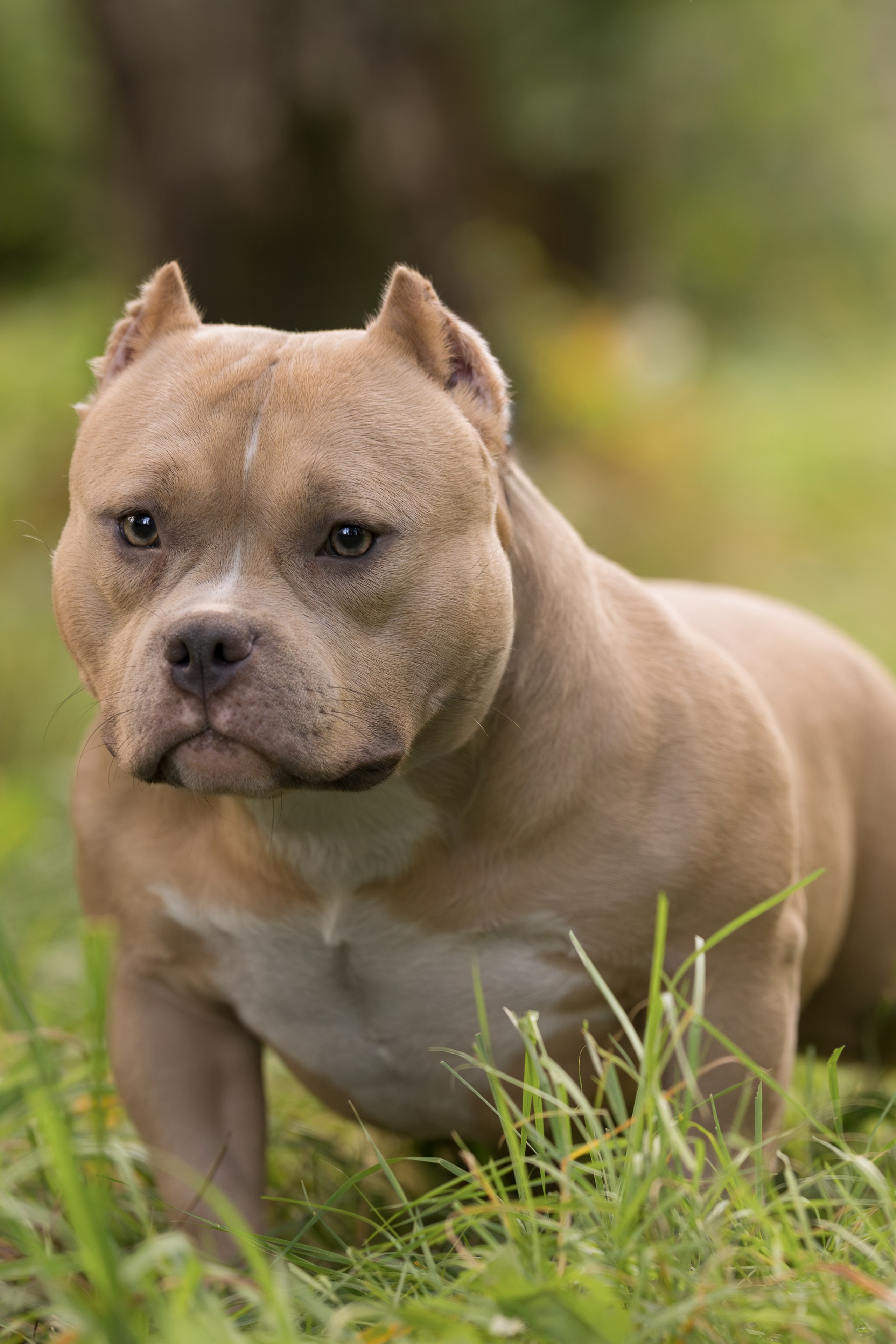 Американские булли осенью