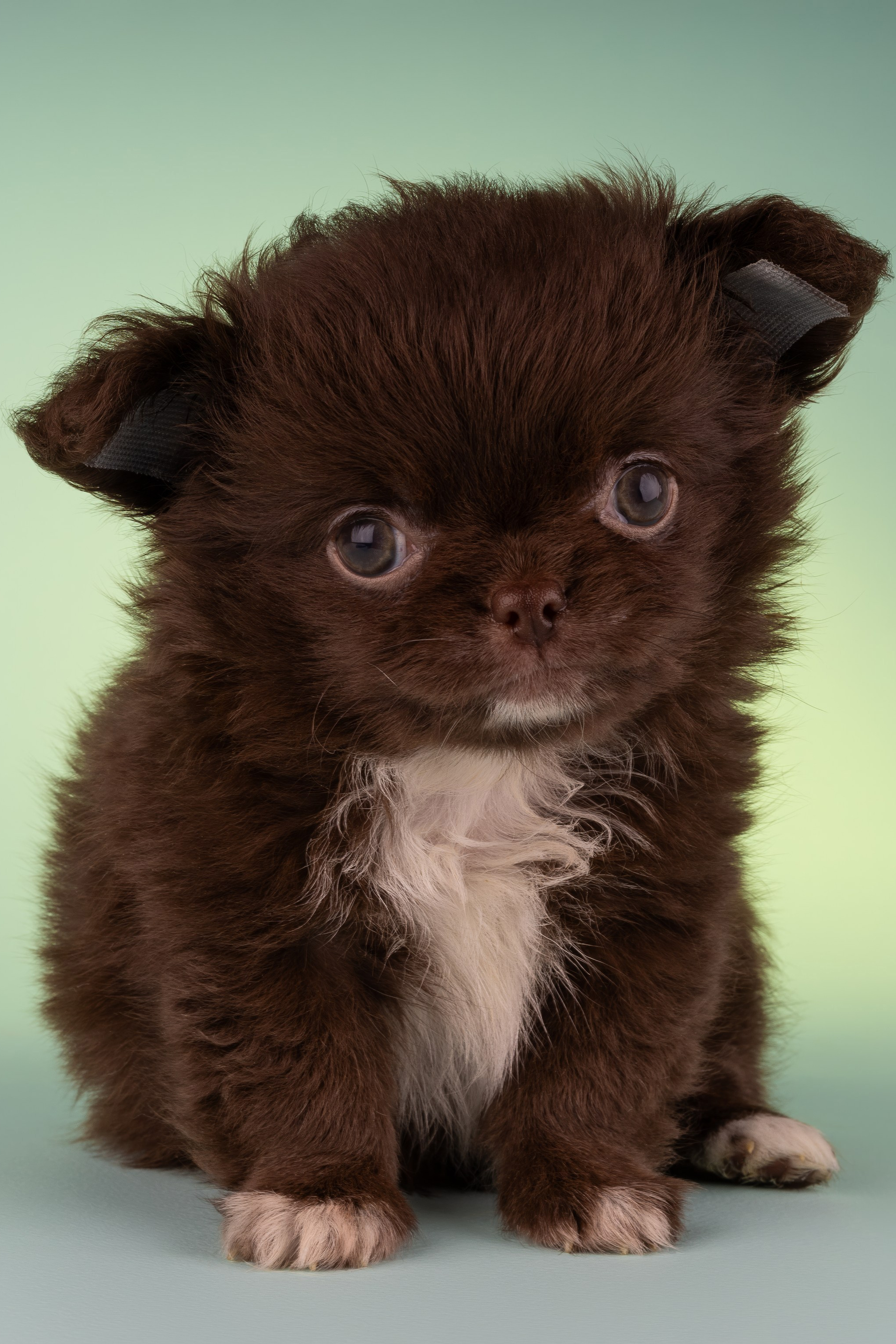 Чихуахуа (студия)