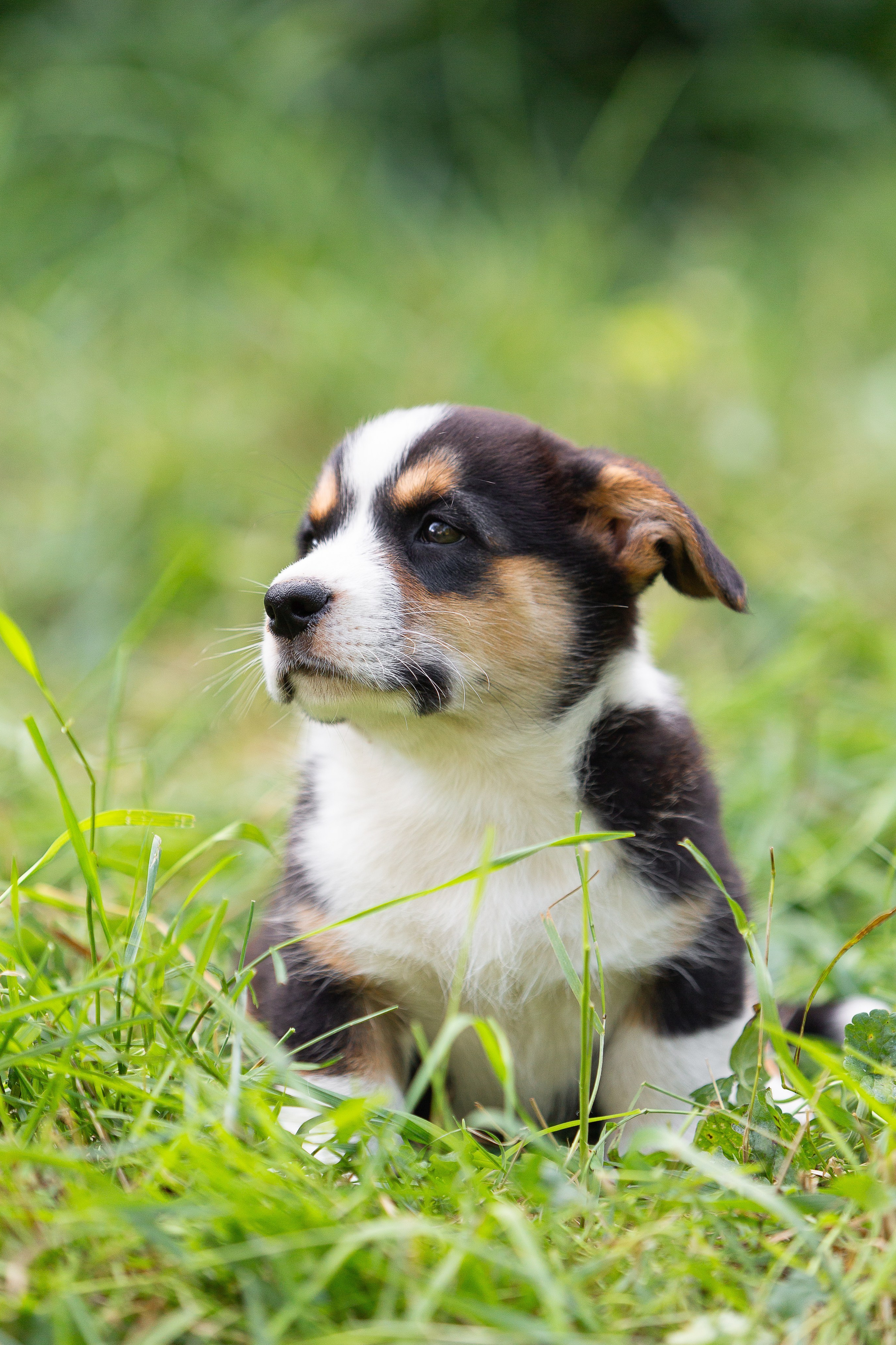 Корги (фотопрогулка)