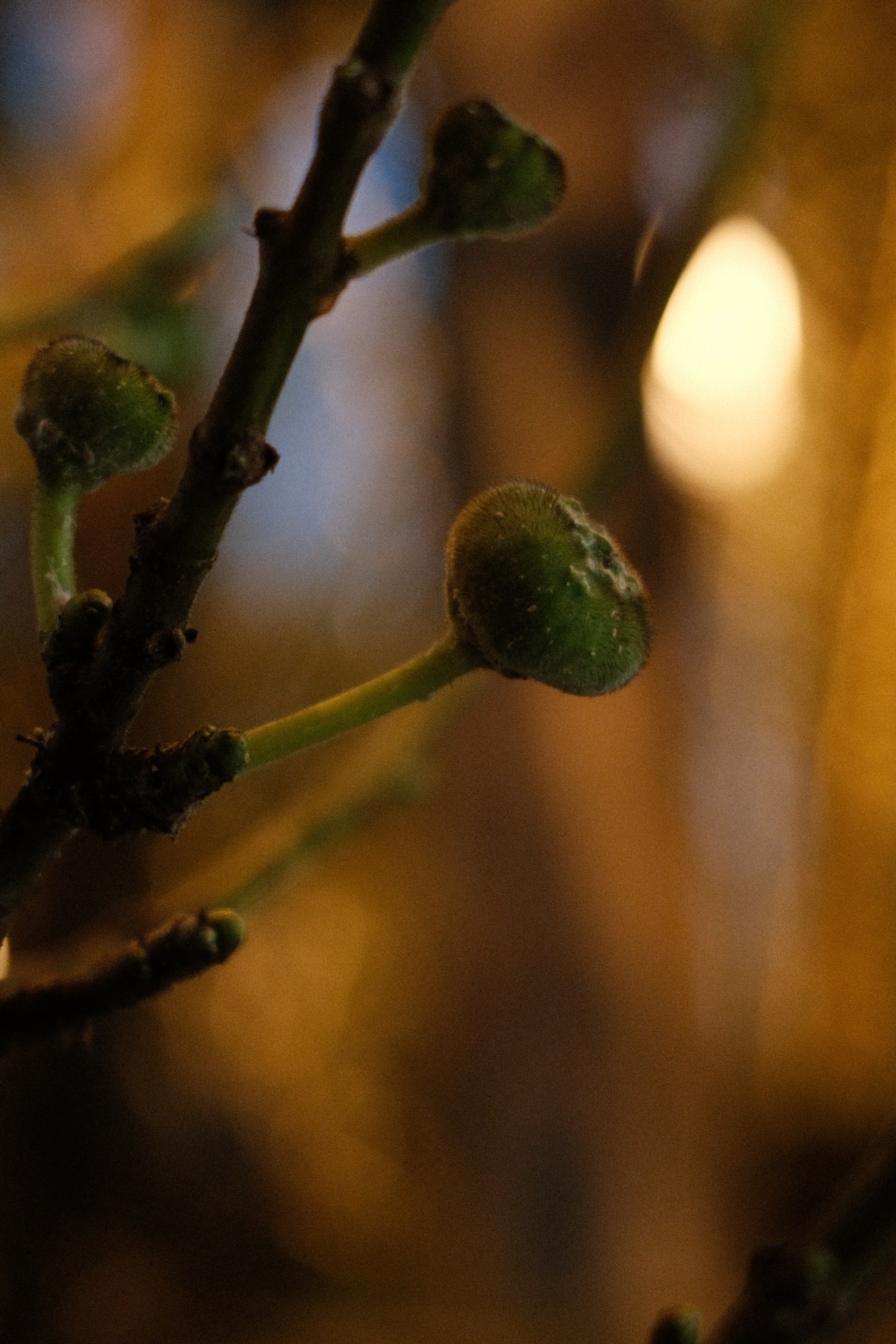 Аптекарский огород