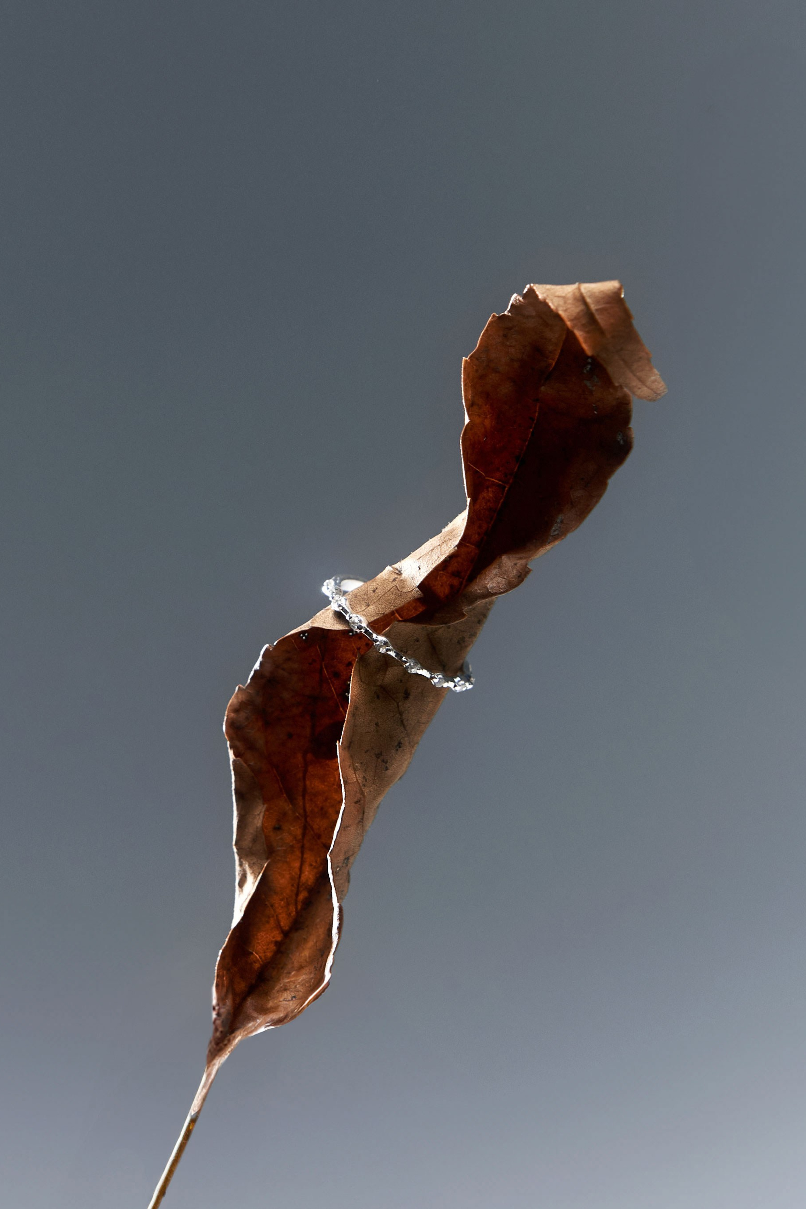 Campaign Dom Bone. Фотограф для брендов в Москве Боталова Евгения