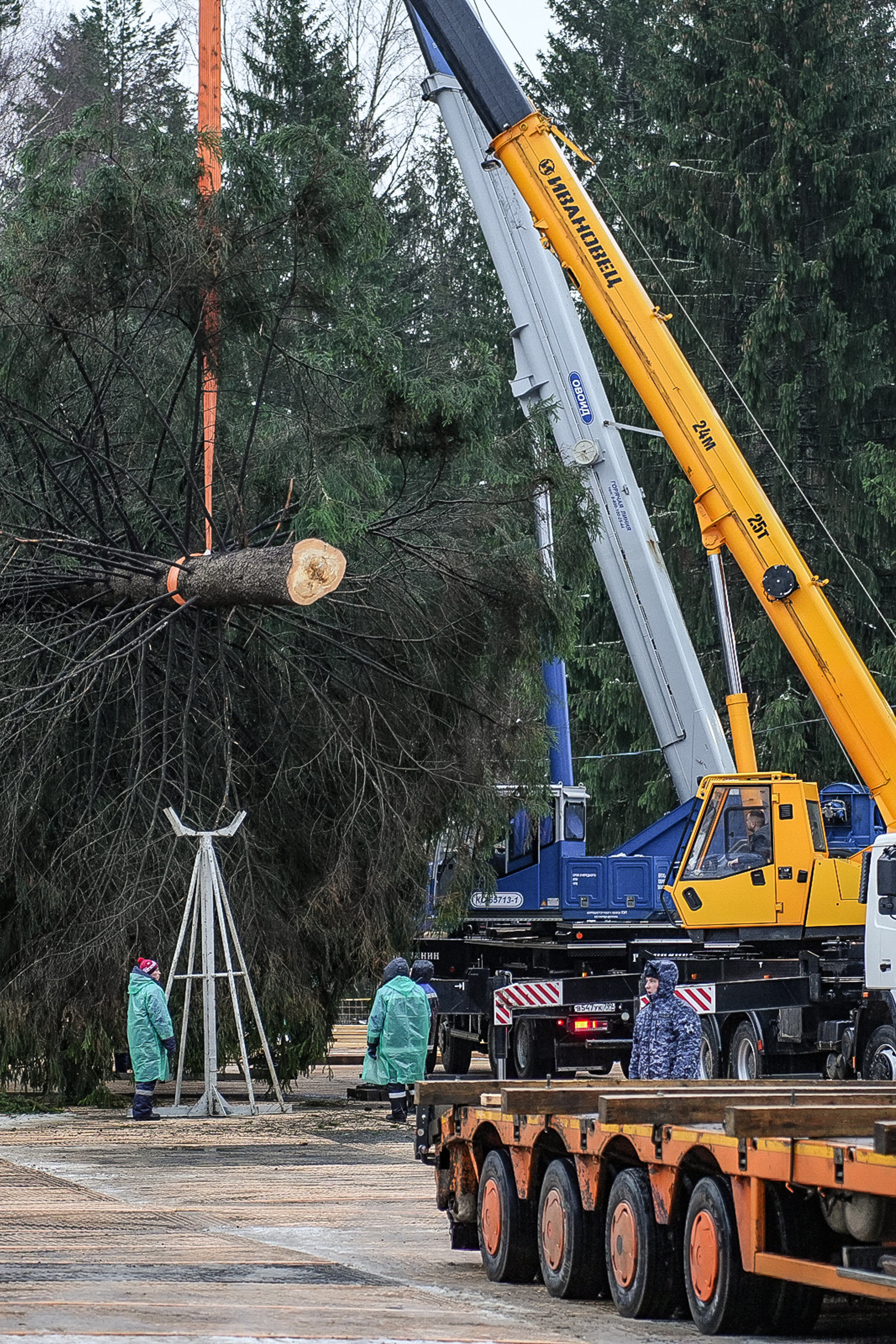 Спил Кремлевской ёлки под Волоколамском