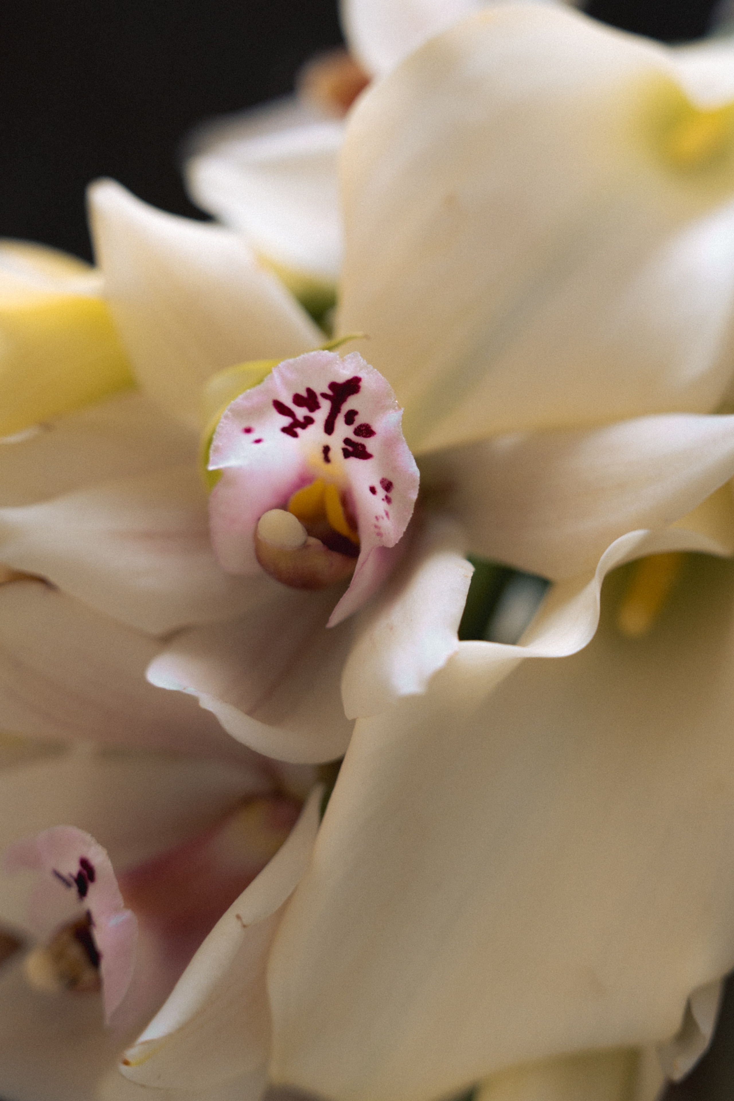 Д+Д Анонс. Семейный и портретный фотограф в Саратове Сахарова Маша