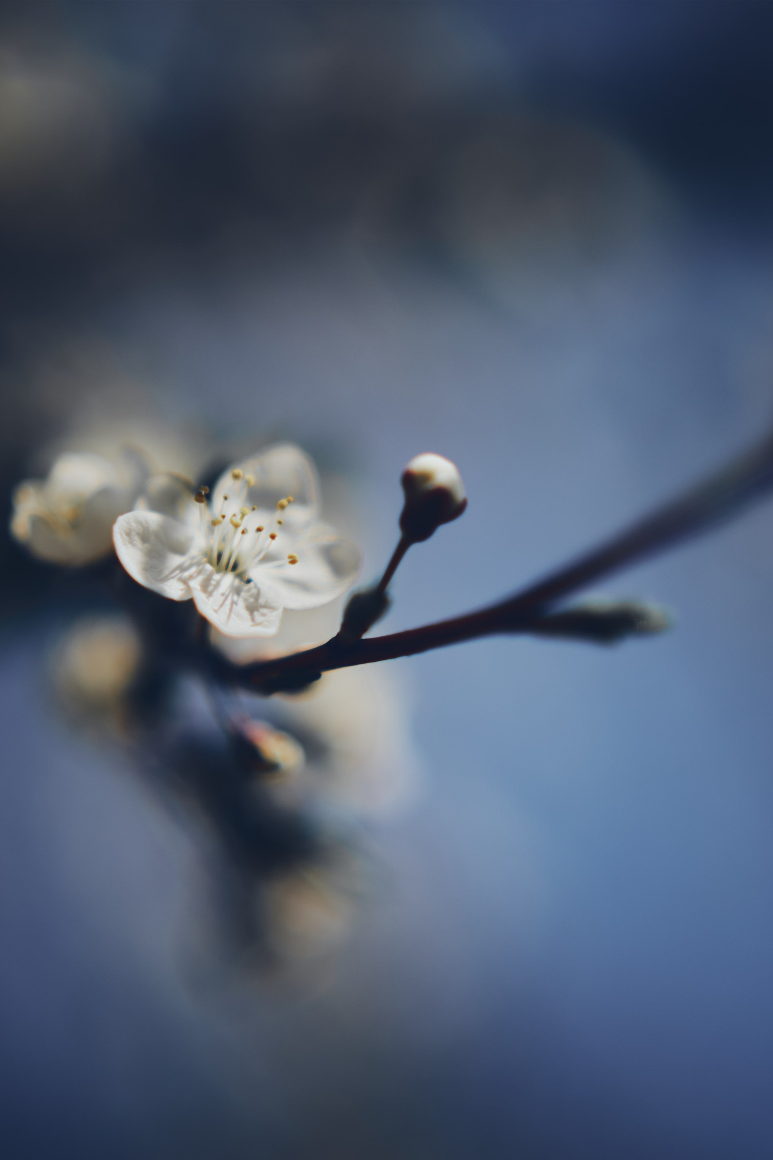 Sakura time
