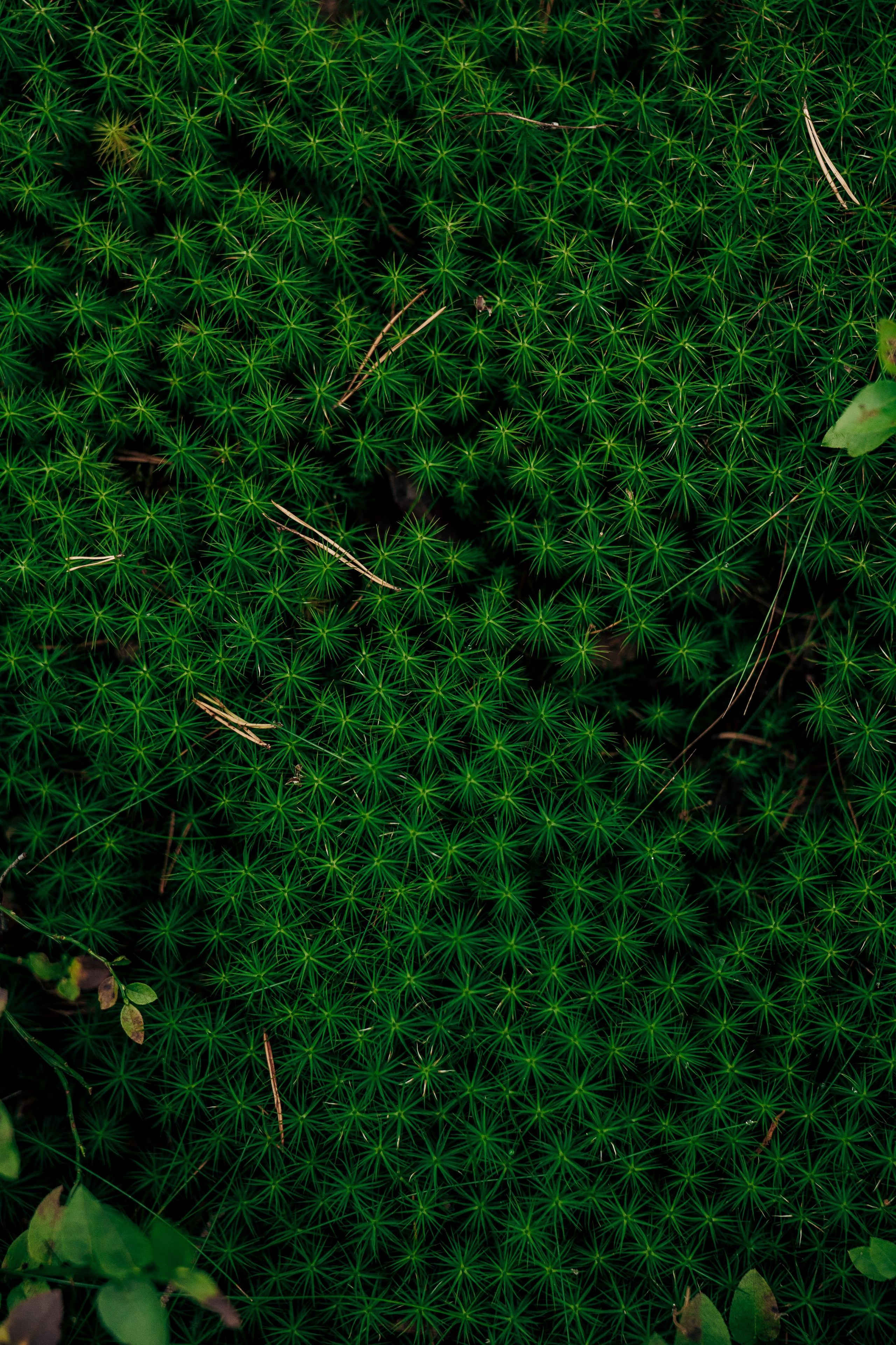 Анонсы. Профессиональный фотограф в Санкт-Петербурге Александр Волосенцев