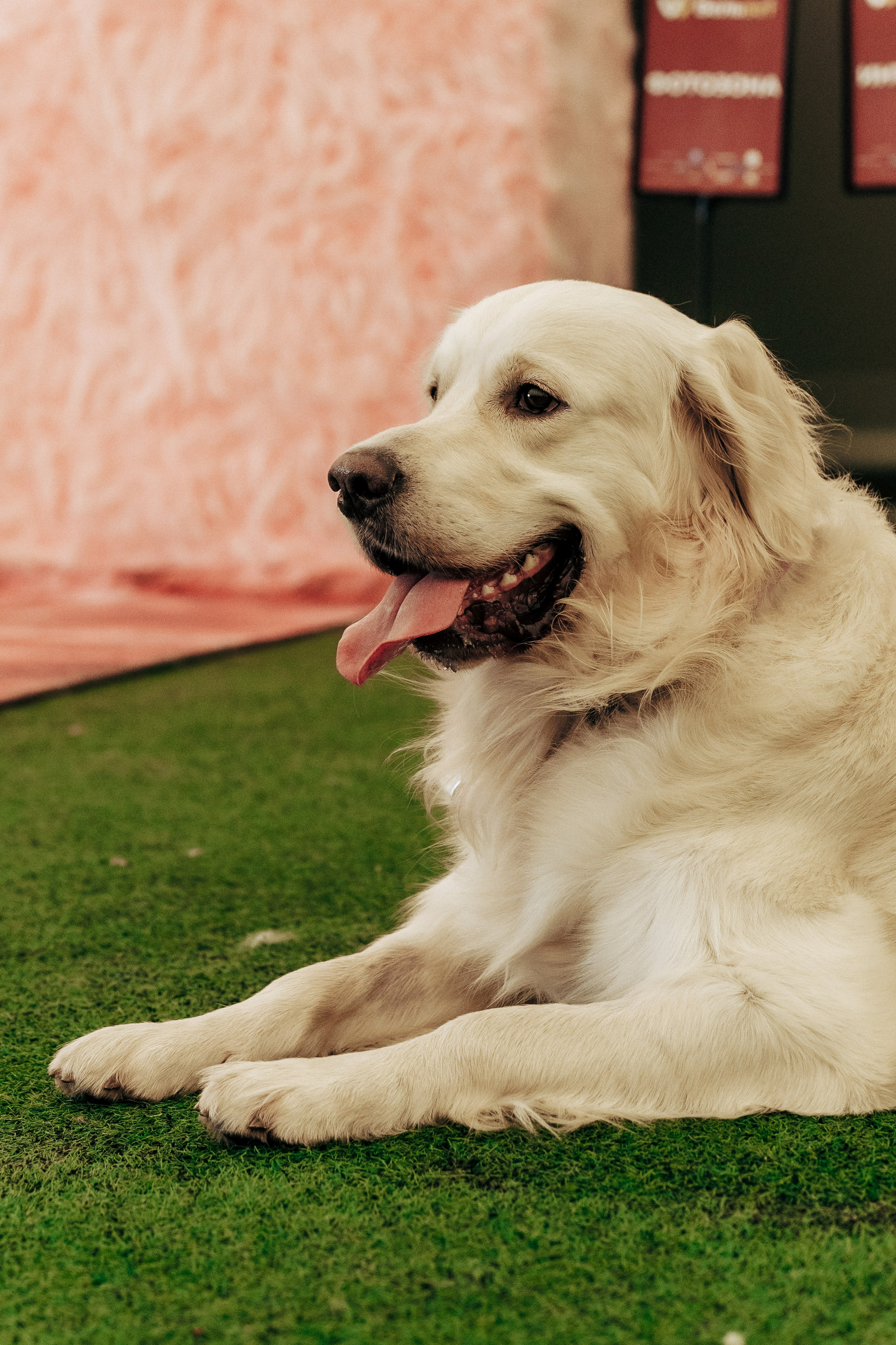 Анонсы. Профессиональный фотограф в Санкт-Петербурге Александр Волосенцев