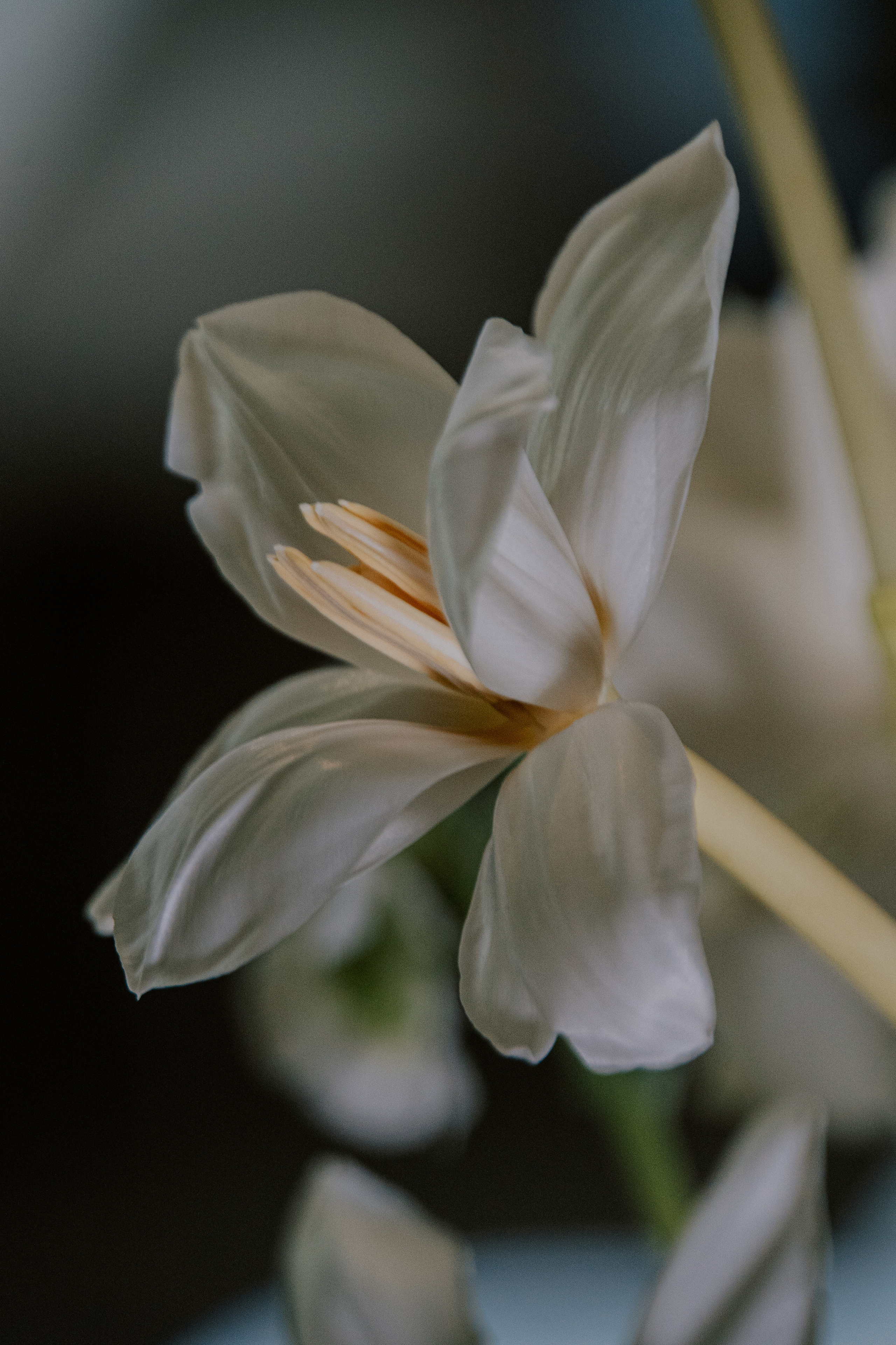 Verde e bianco 01.09 @Pro.Sto.Decor mzerest.com