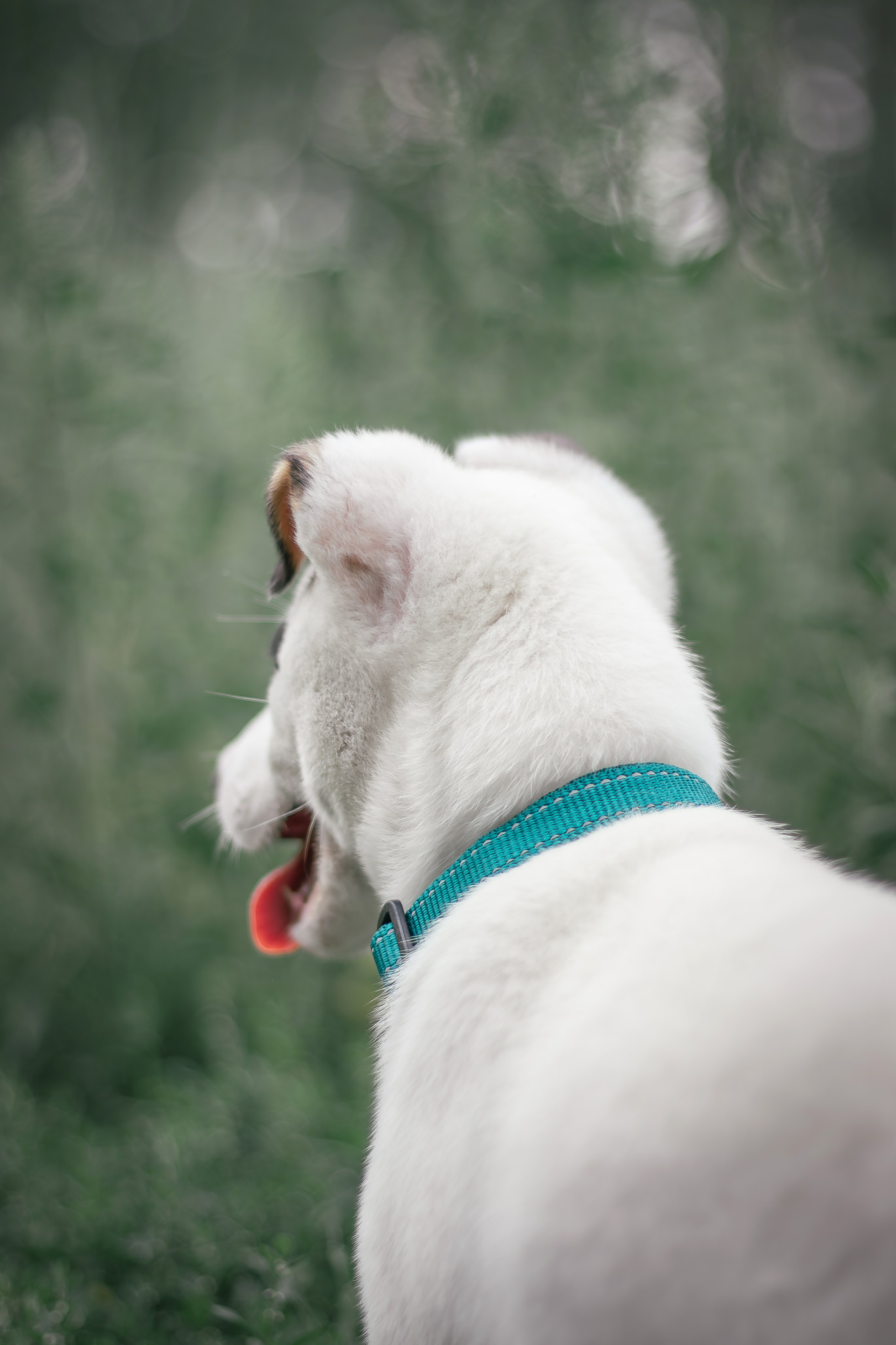 Истории фотосессий фотографа Алины Ивановой. Фотограф — анималист Алина Иванова