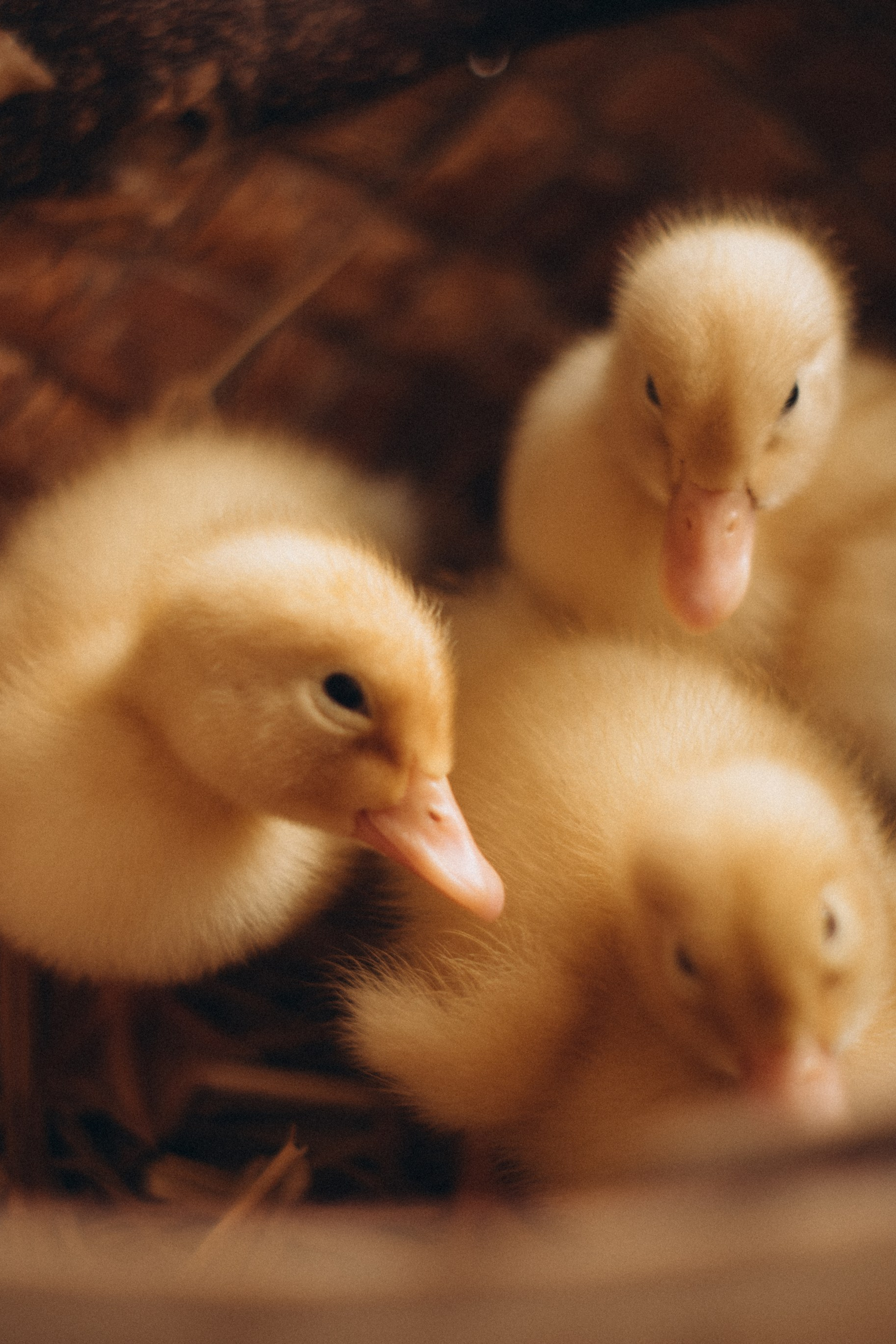 Лиза и Рома. Семейный фотограф в Курске Мария Бабасева