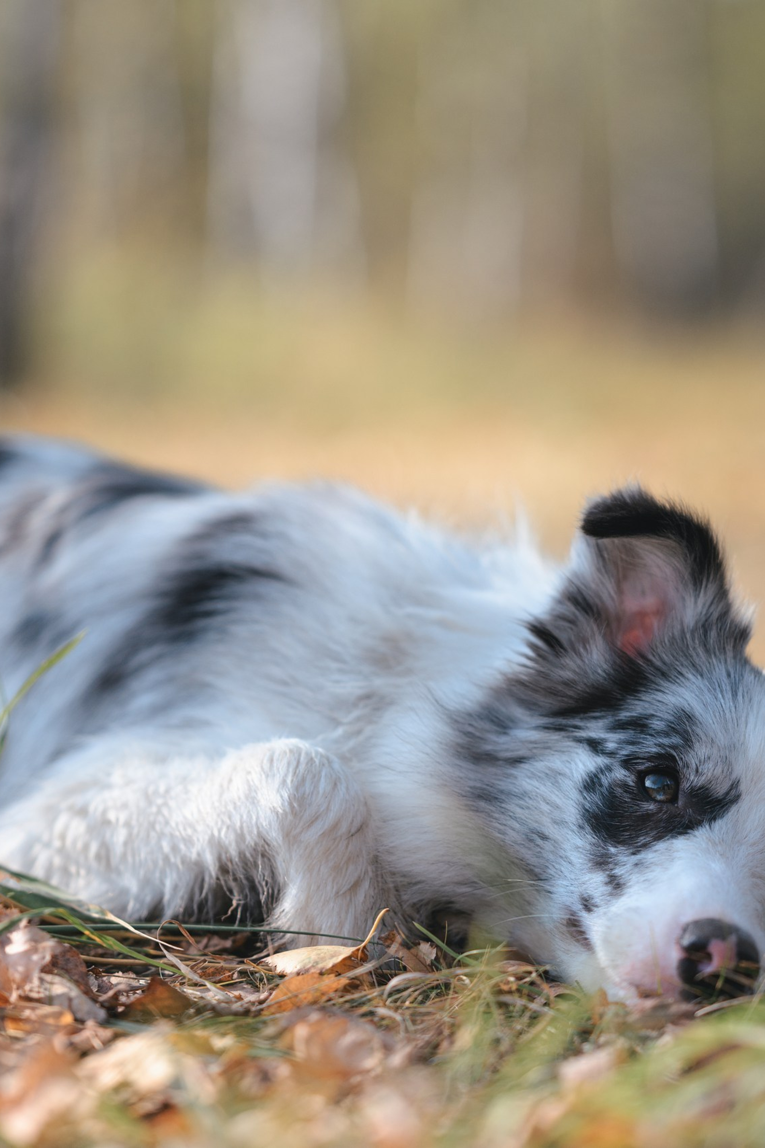 Полезное. Фотограф Анималист в Москве Анастасия Жучкова