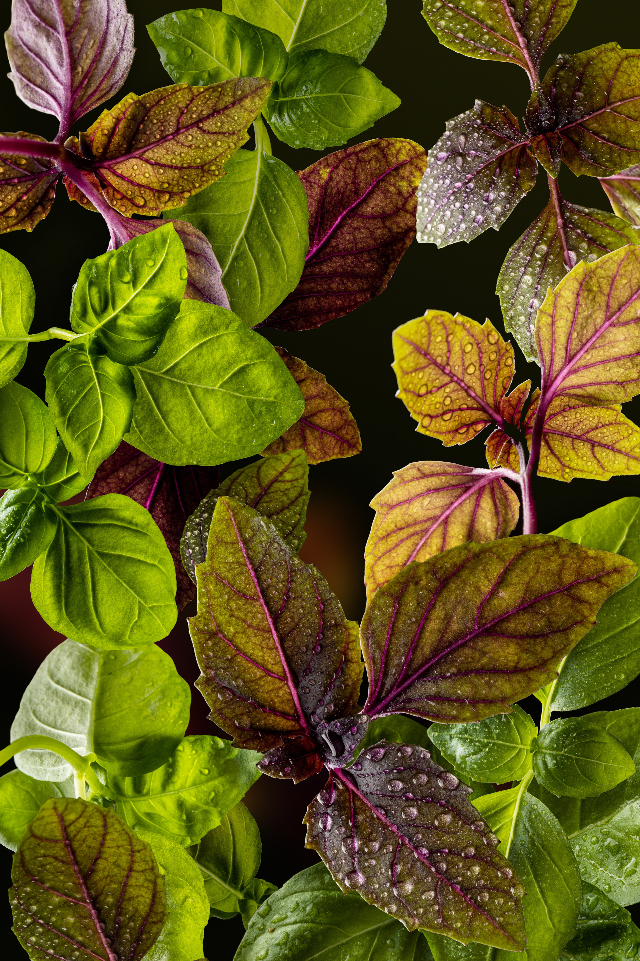 Basil