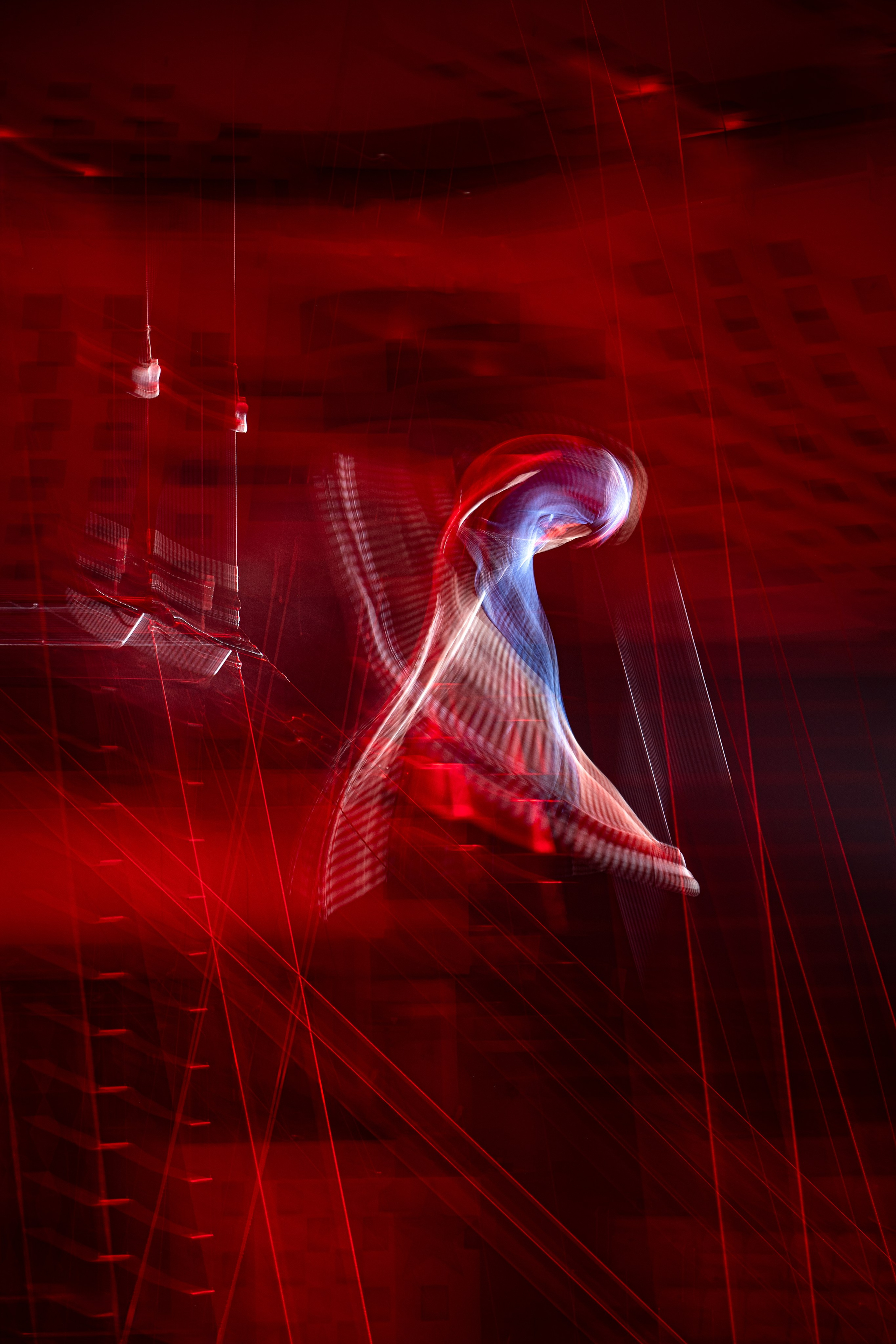 Цирковые птицы 2025