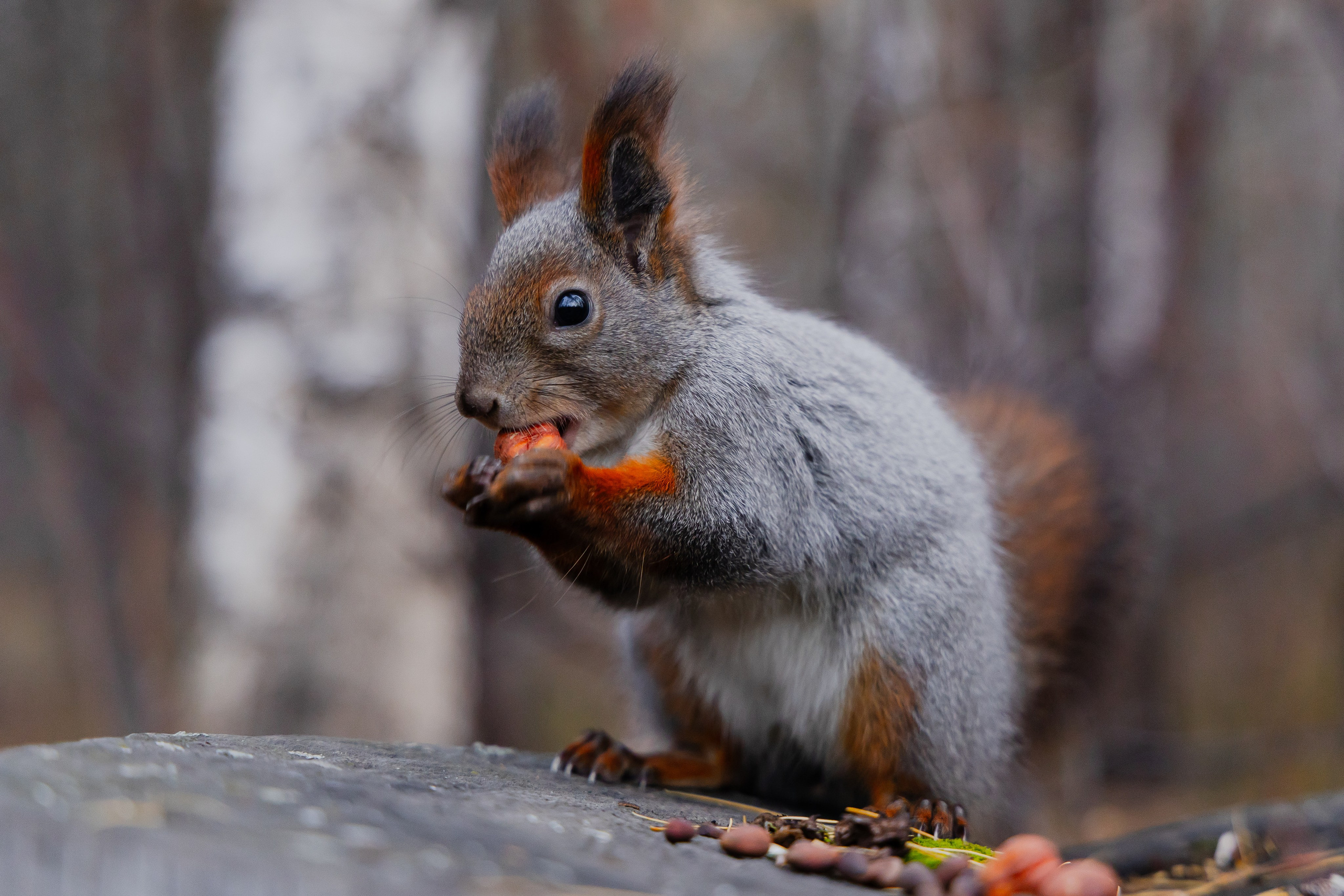Осень в Сибири 24 год