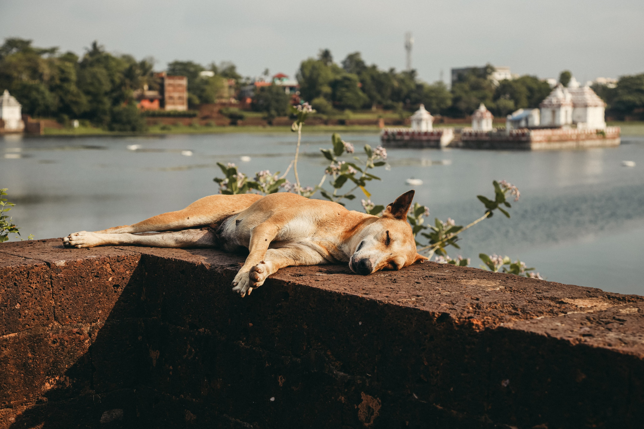 Бхубанешвар, Индия, Столица штата Одиша