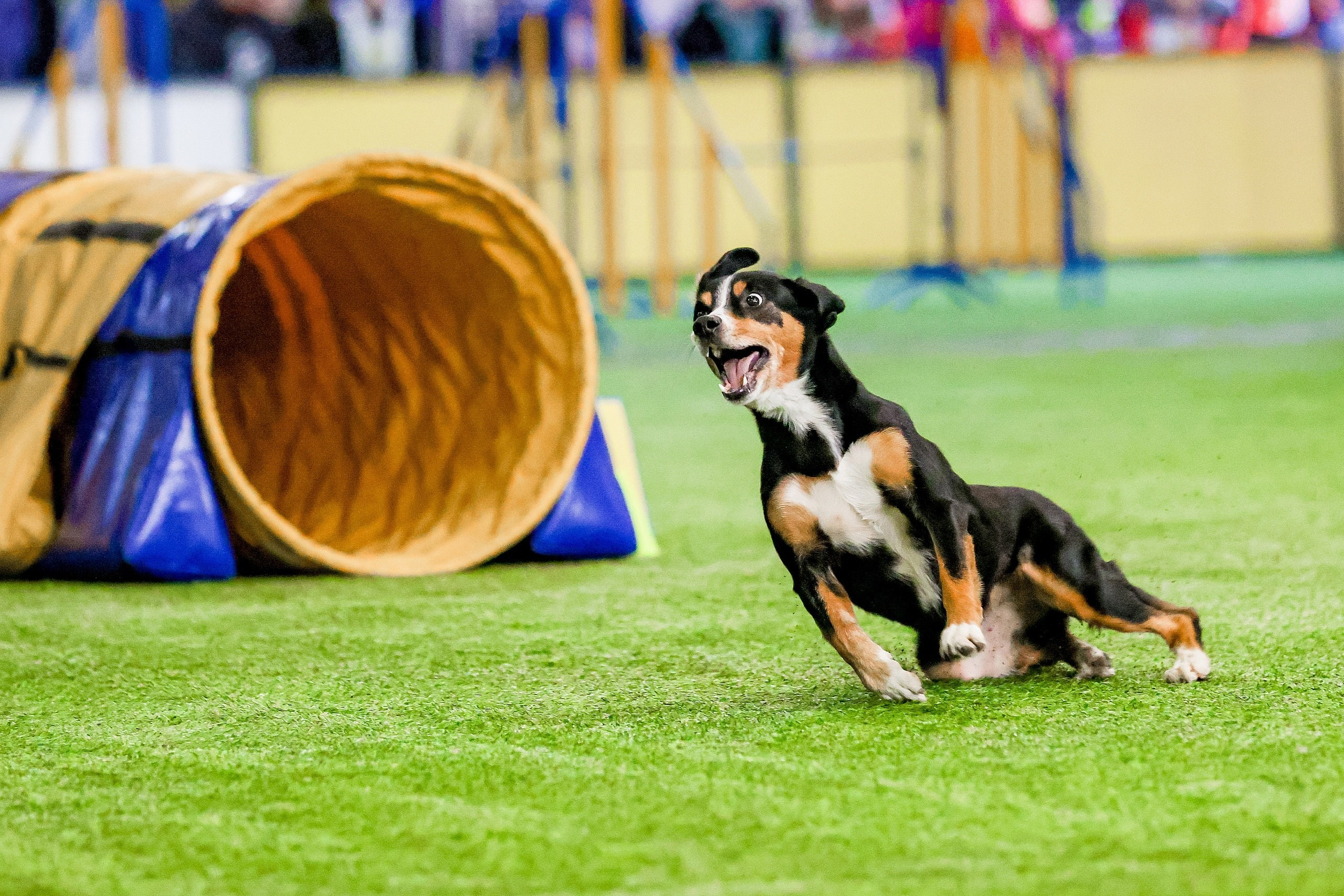Кинологический спорт