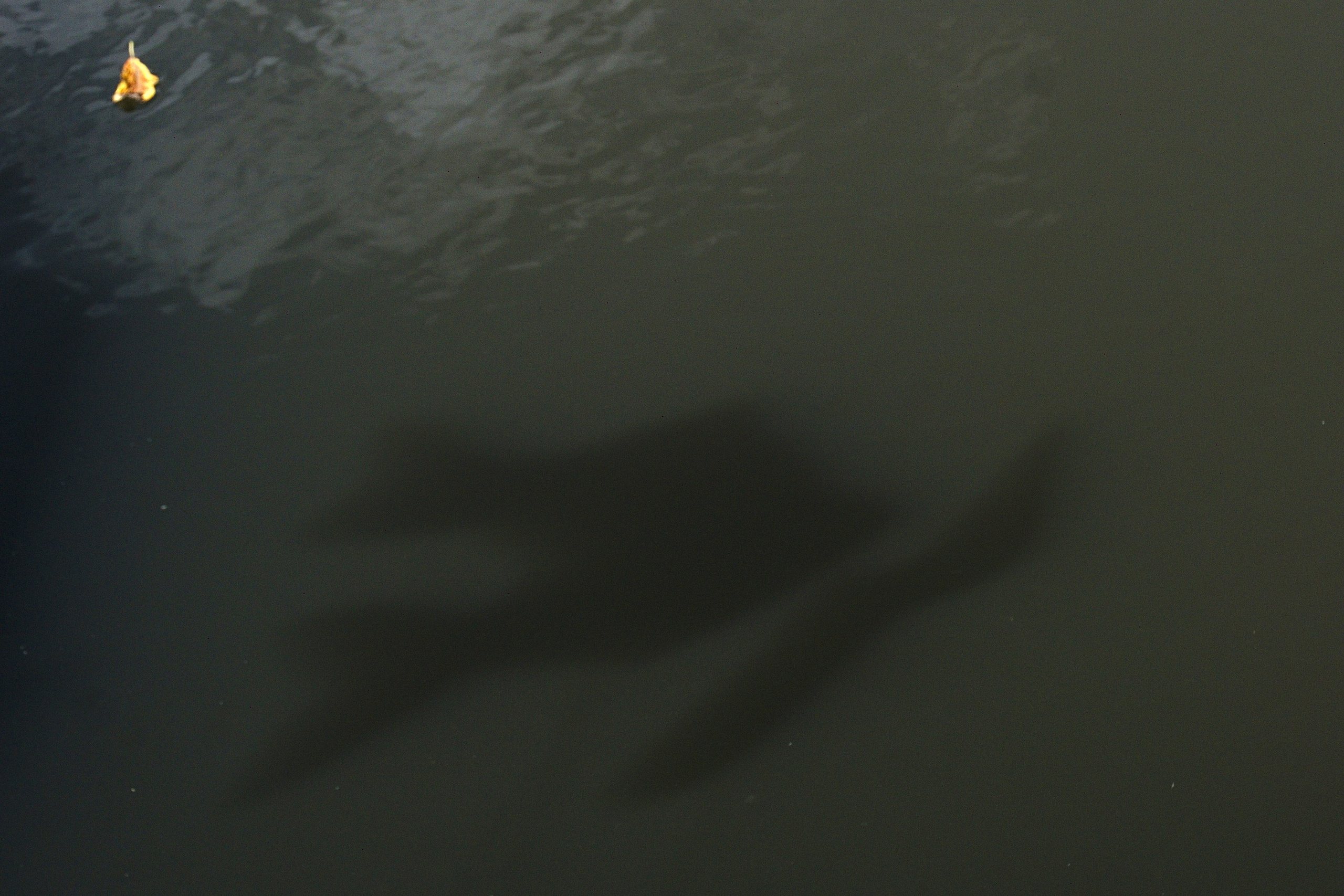 Shadow Fish