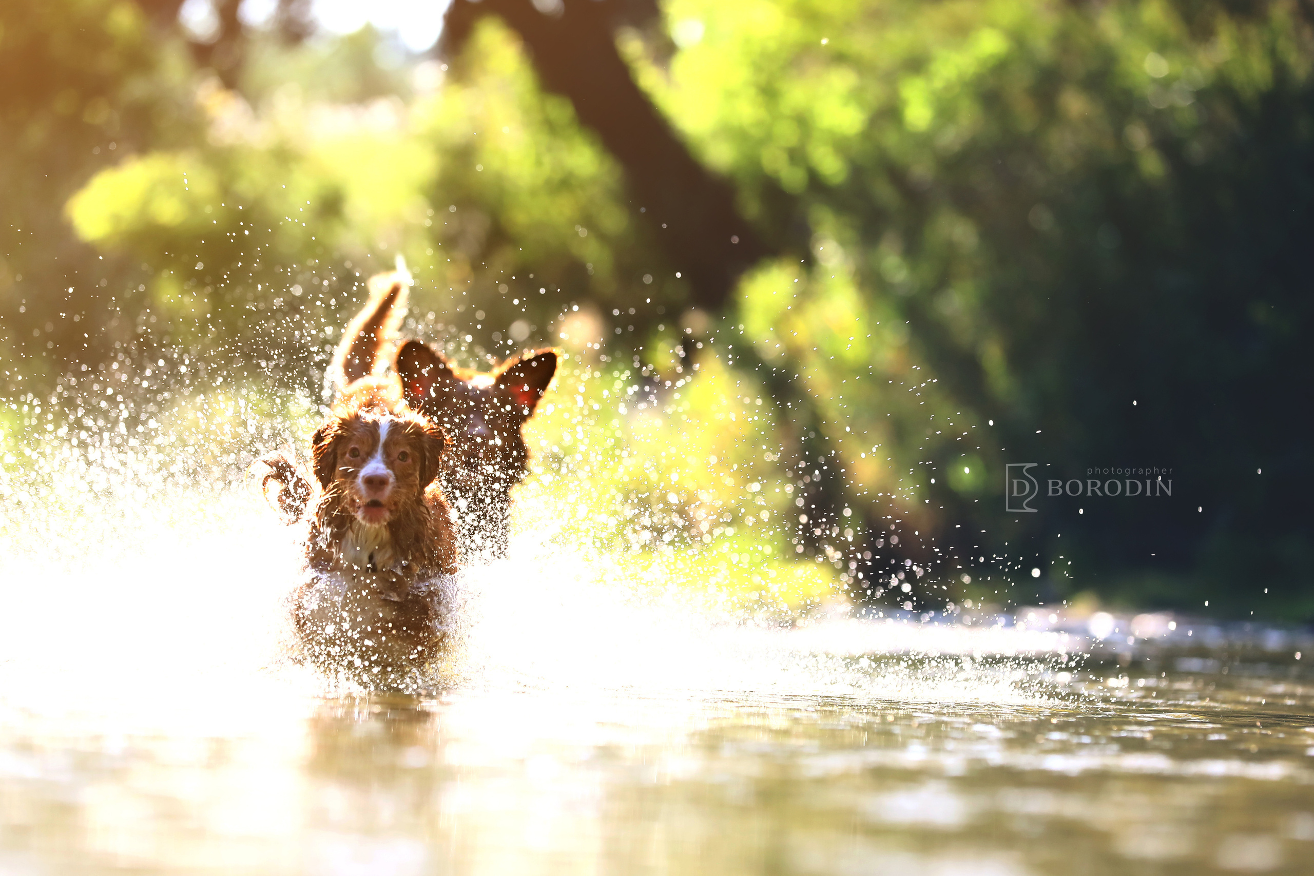 Новошотландский ретривер