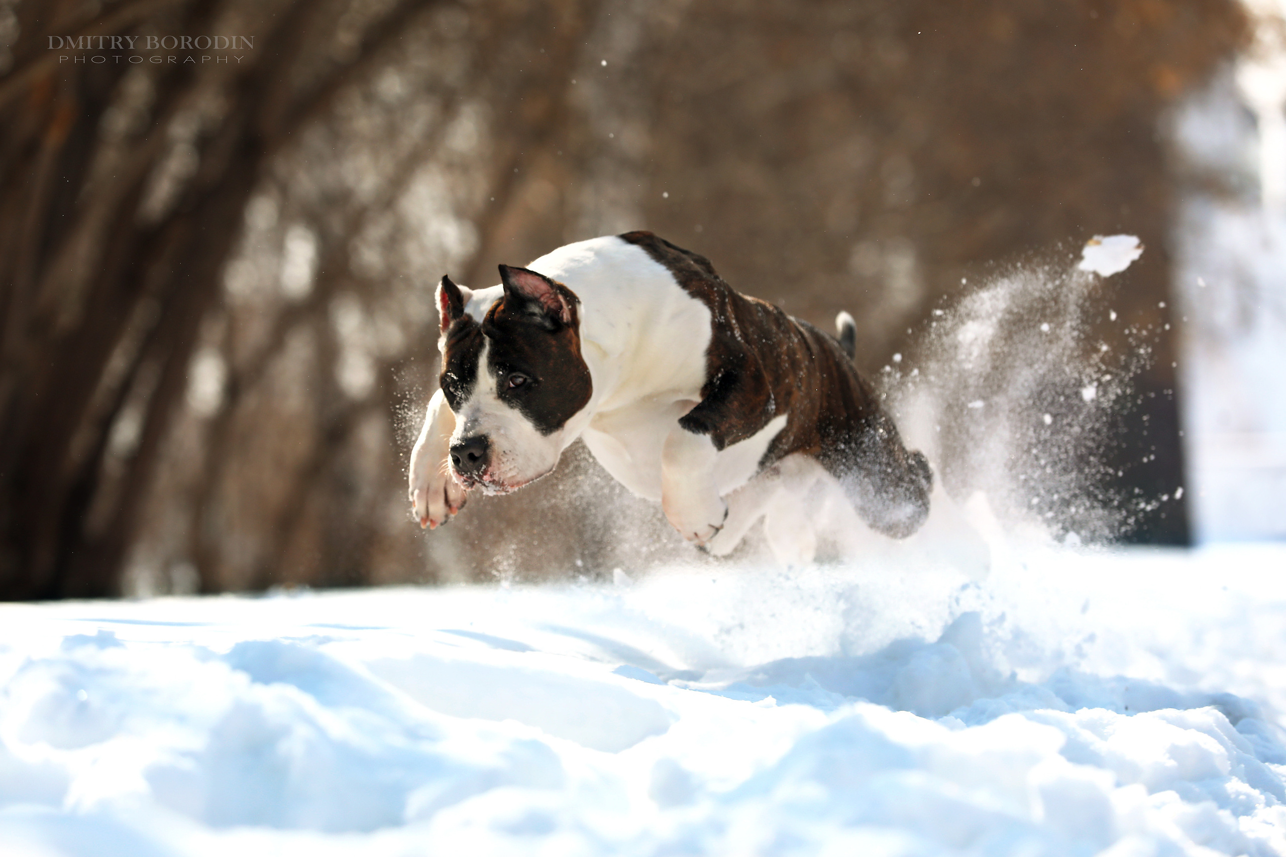 Американский стафф,  Норд