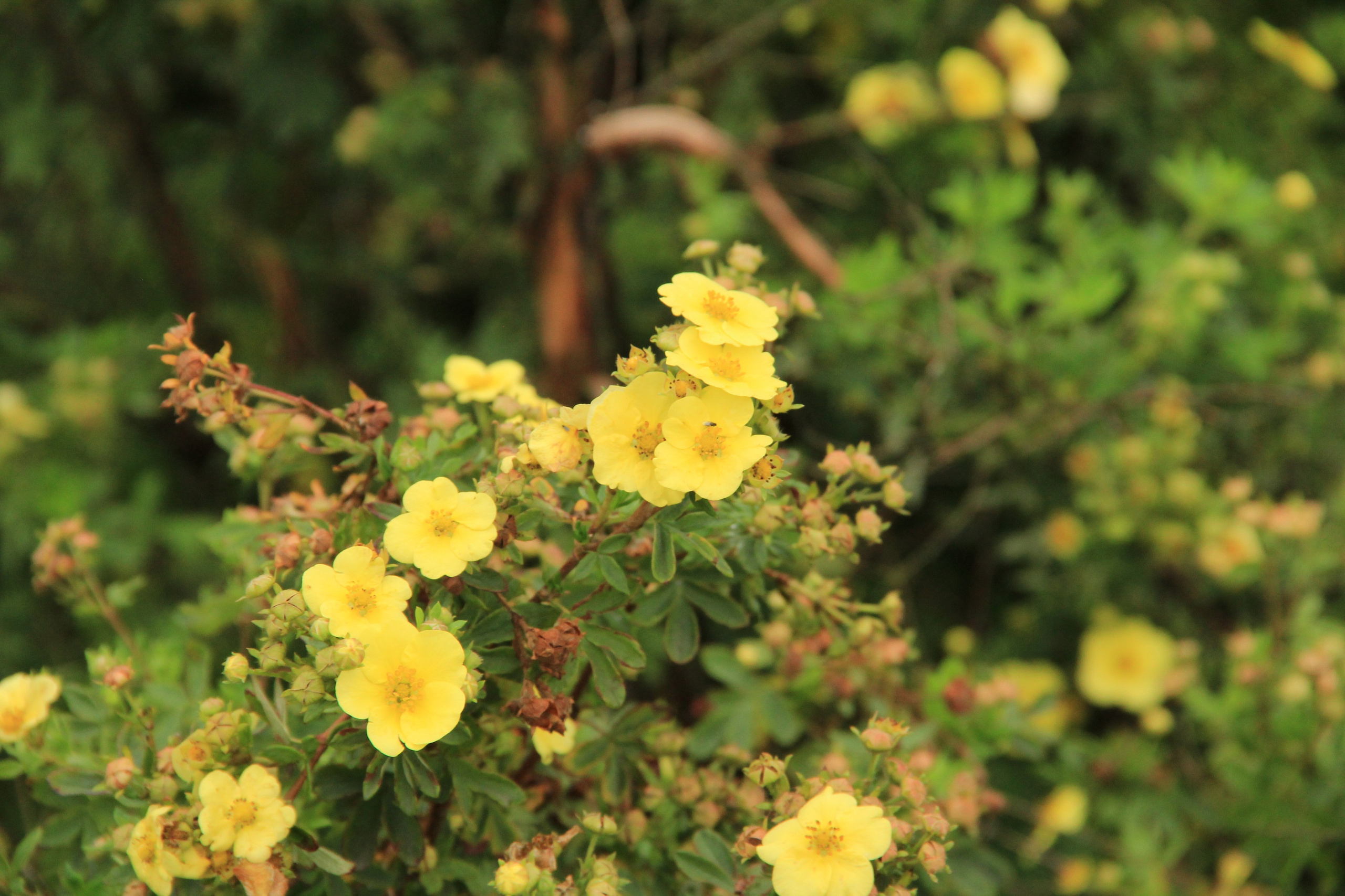 Природа. Растения