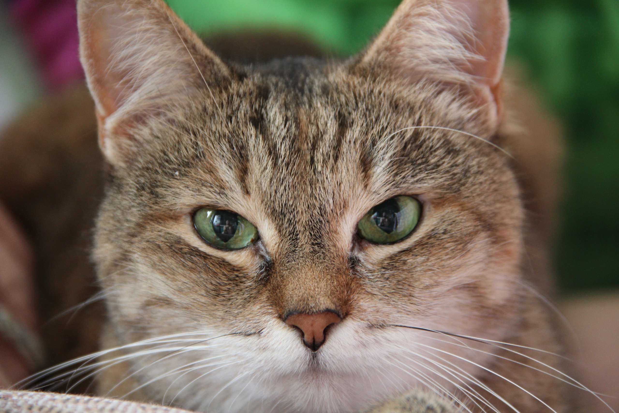 Природа. Животные