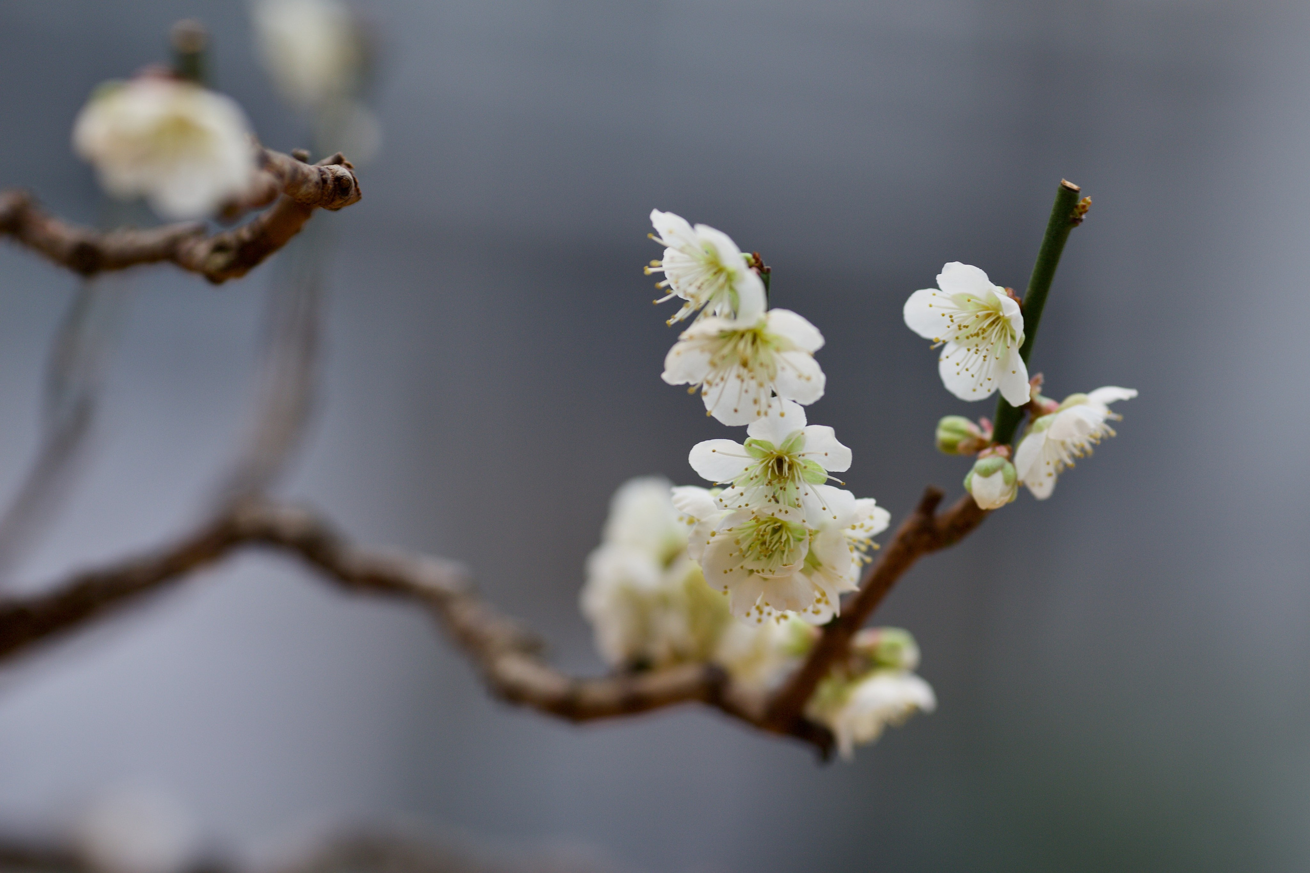 Бонсай сливы умэ