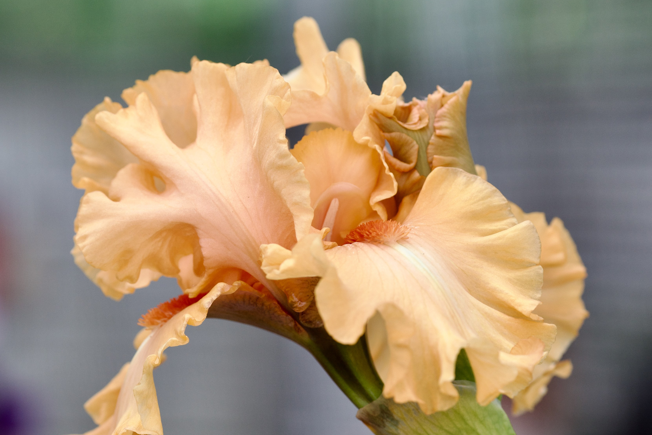 Аптекарский огород. Ирисы. Пионы.