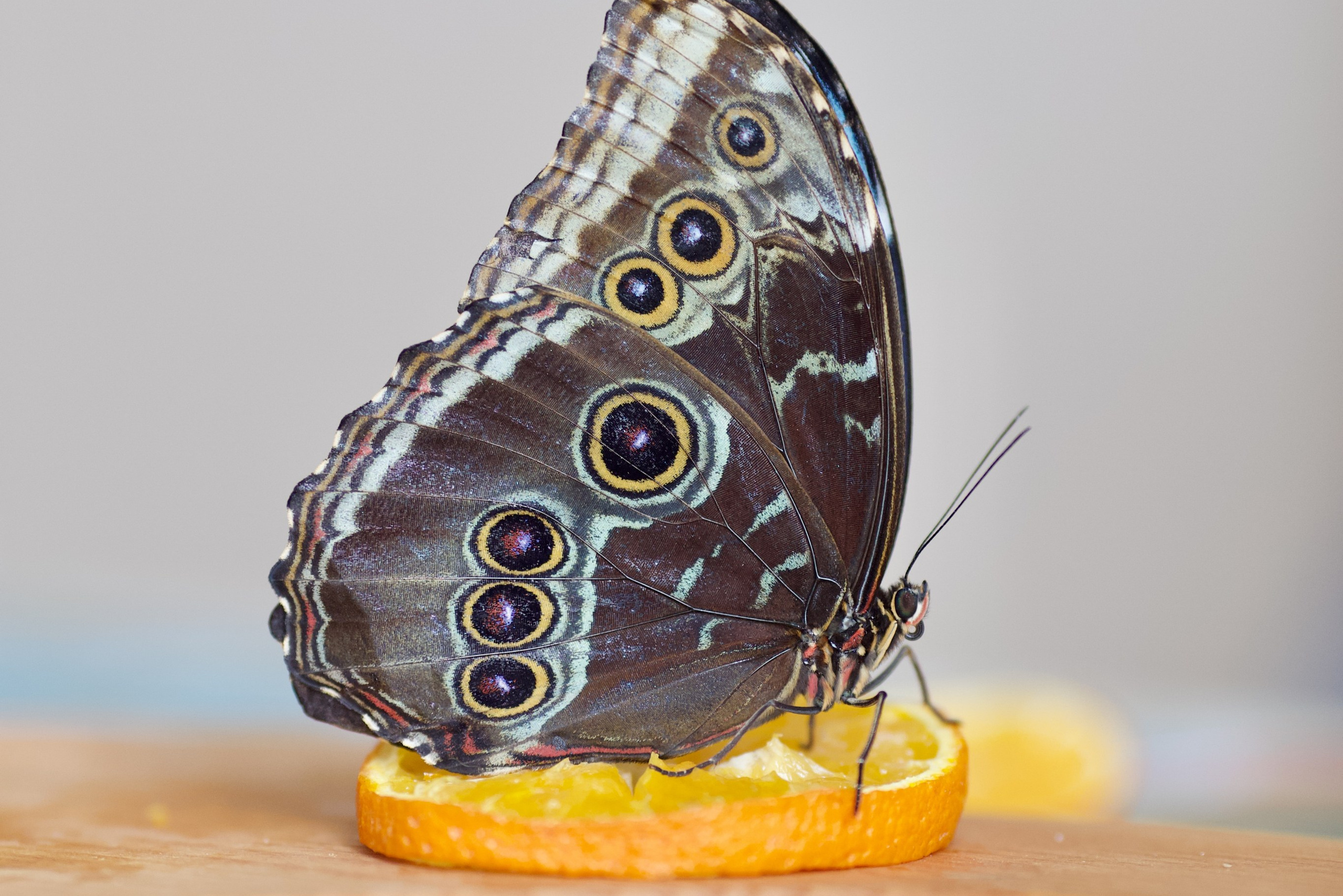 Чудесная природа