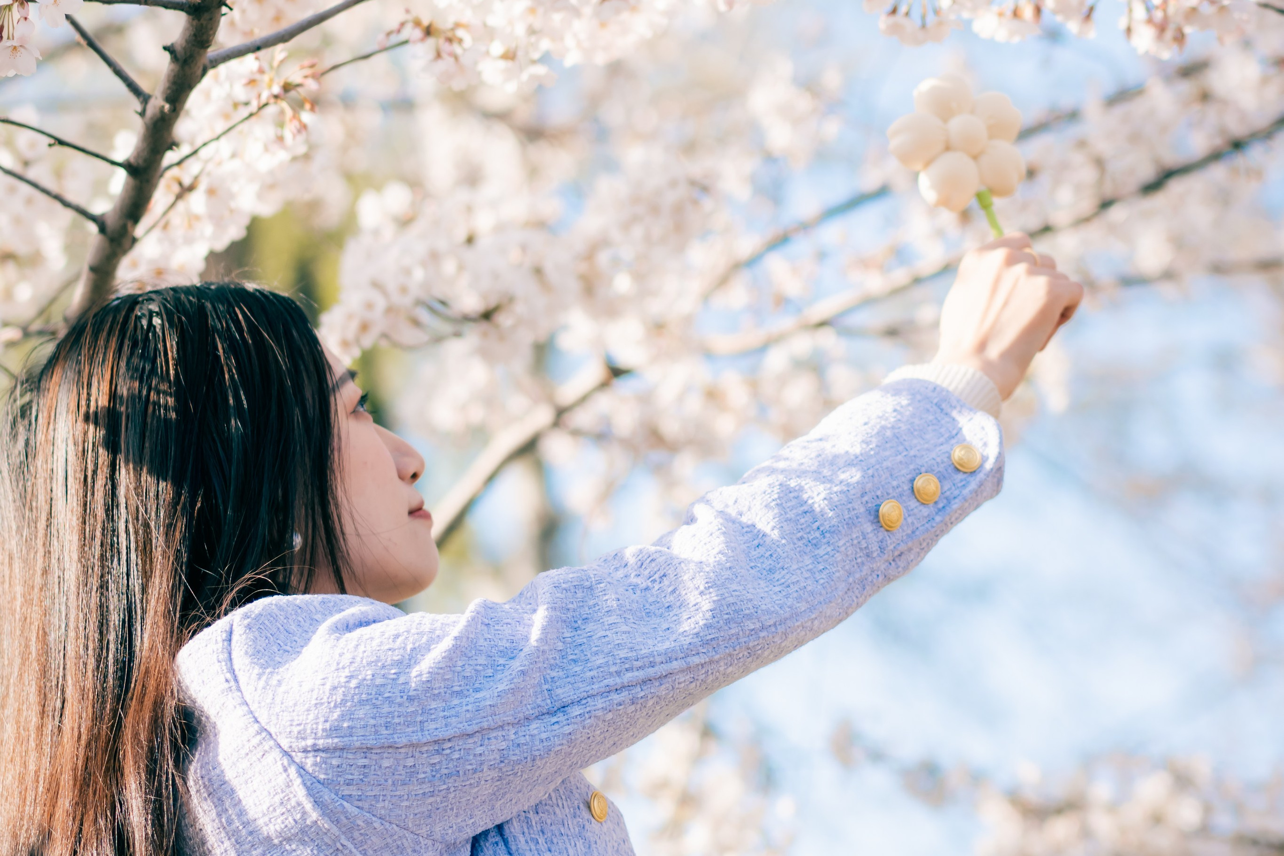 Story in&nbsp;sakura