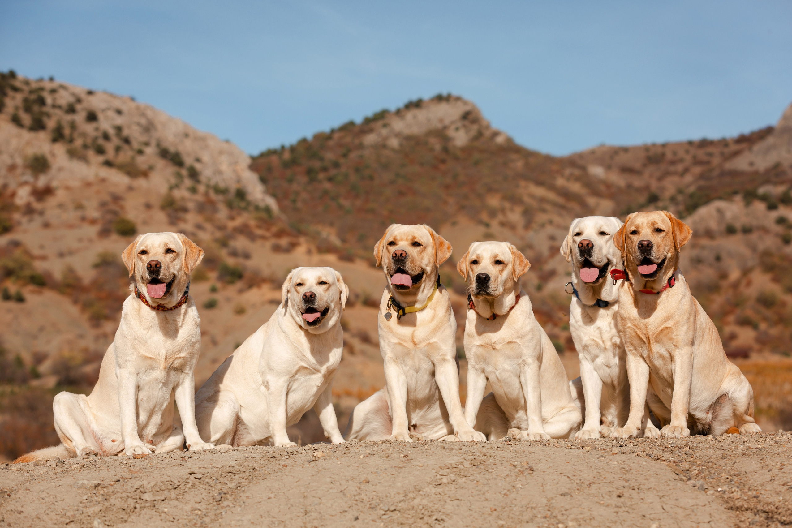 Послушные лабрадоры